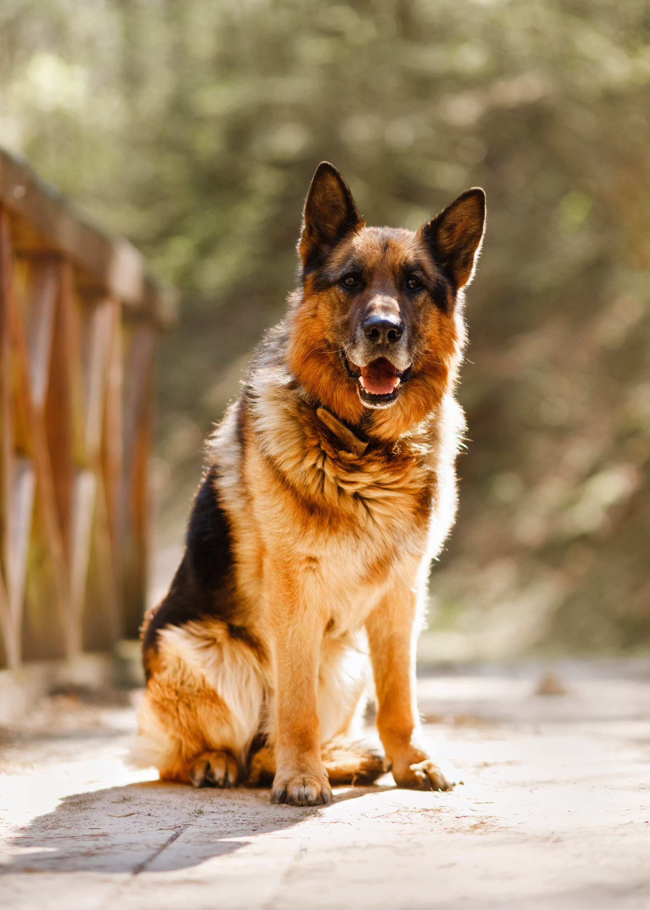 Dog trainer blog content. Kaja | fotograf we Wrocławiu | ludzie i psy