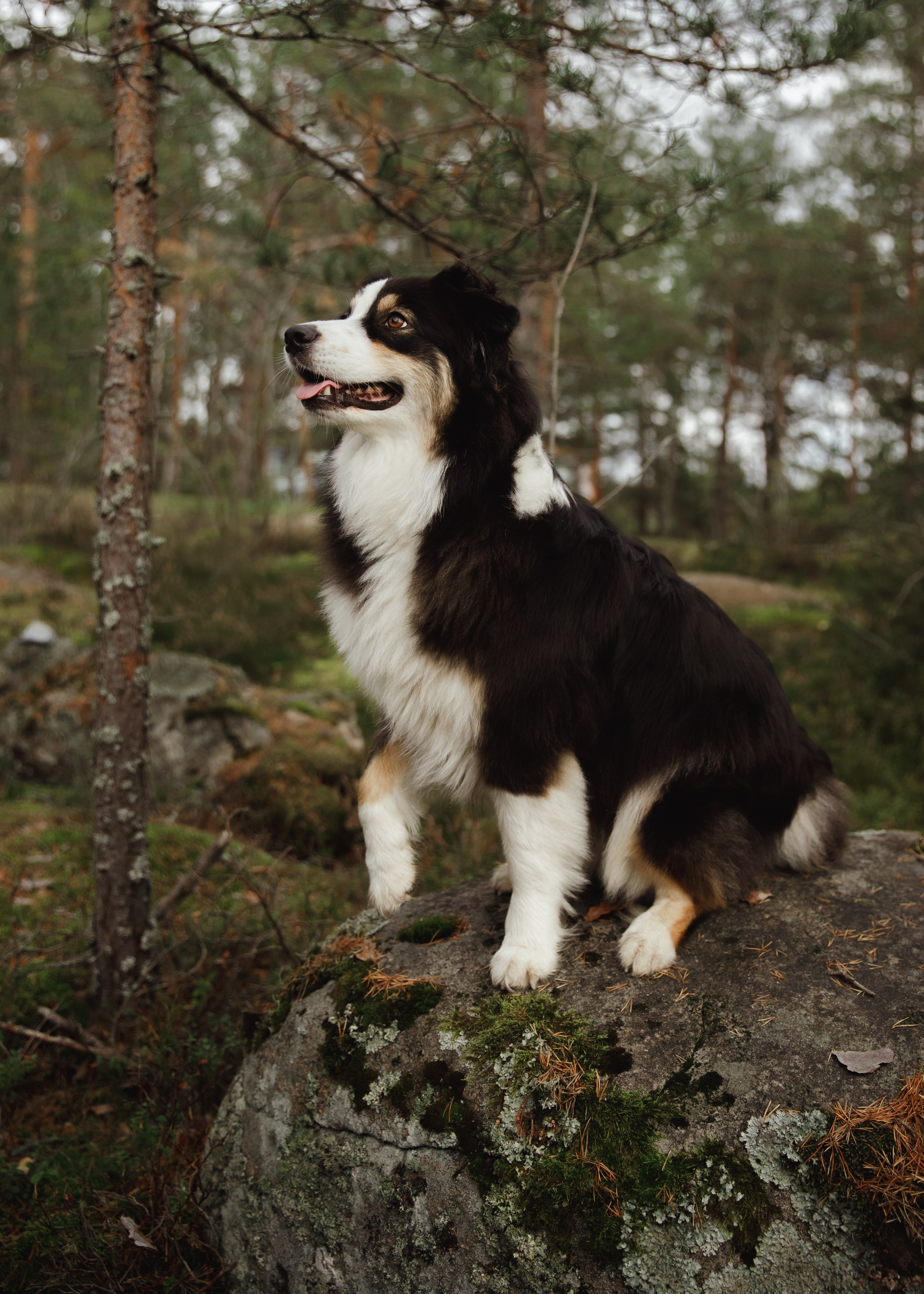 Finnish mossy hills. Kaja | fotograf psów we Wrocławiu