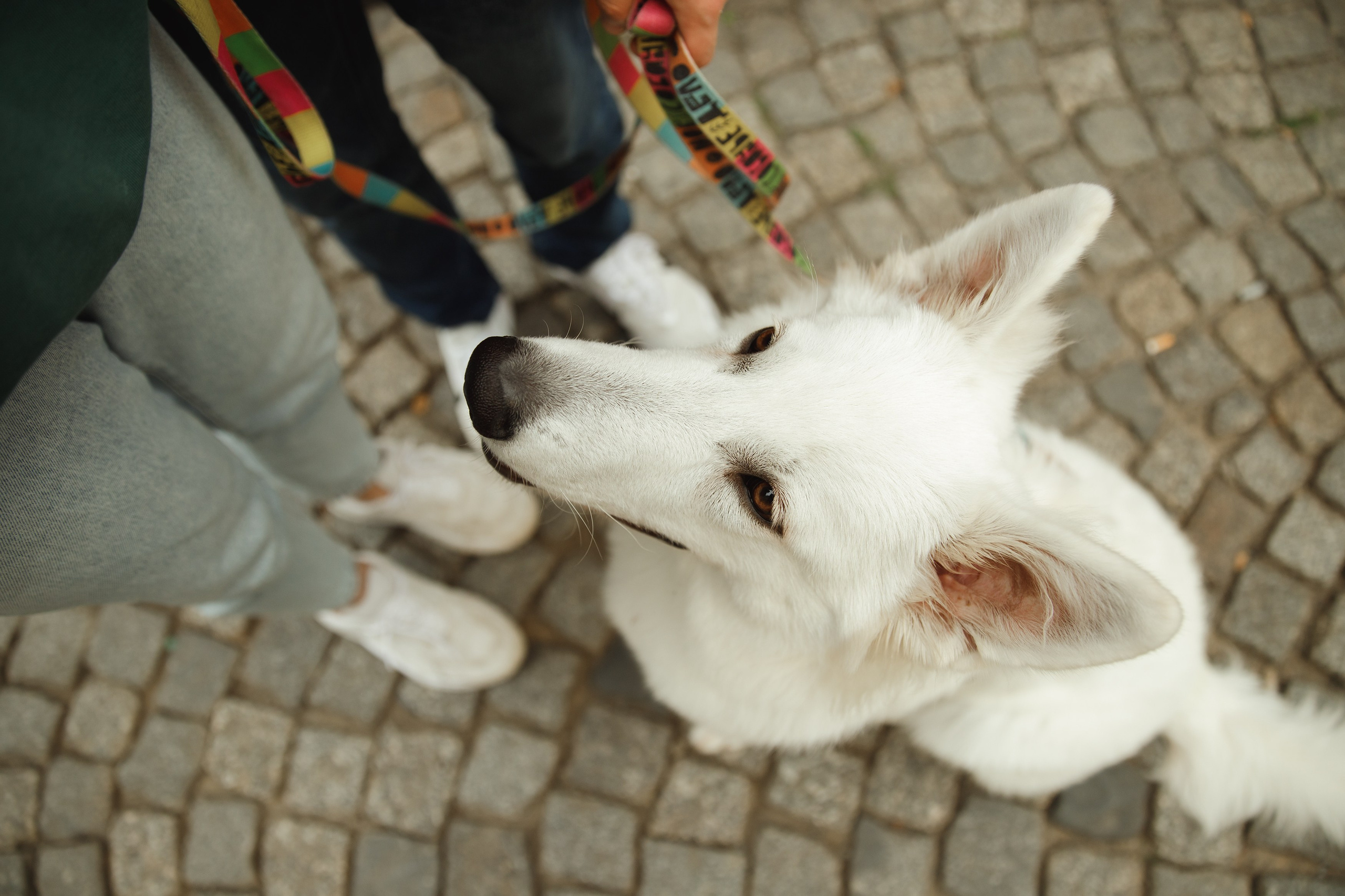 Astra in Leipzig. Kaja | fotograf we Wrocławiu | ludzie i psy