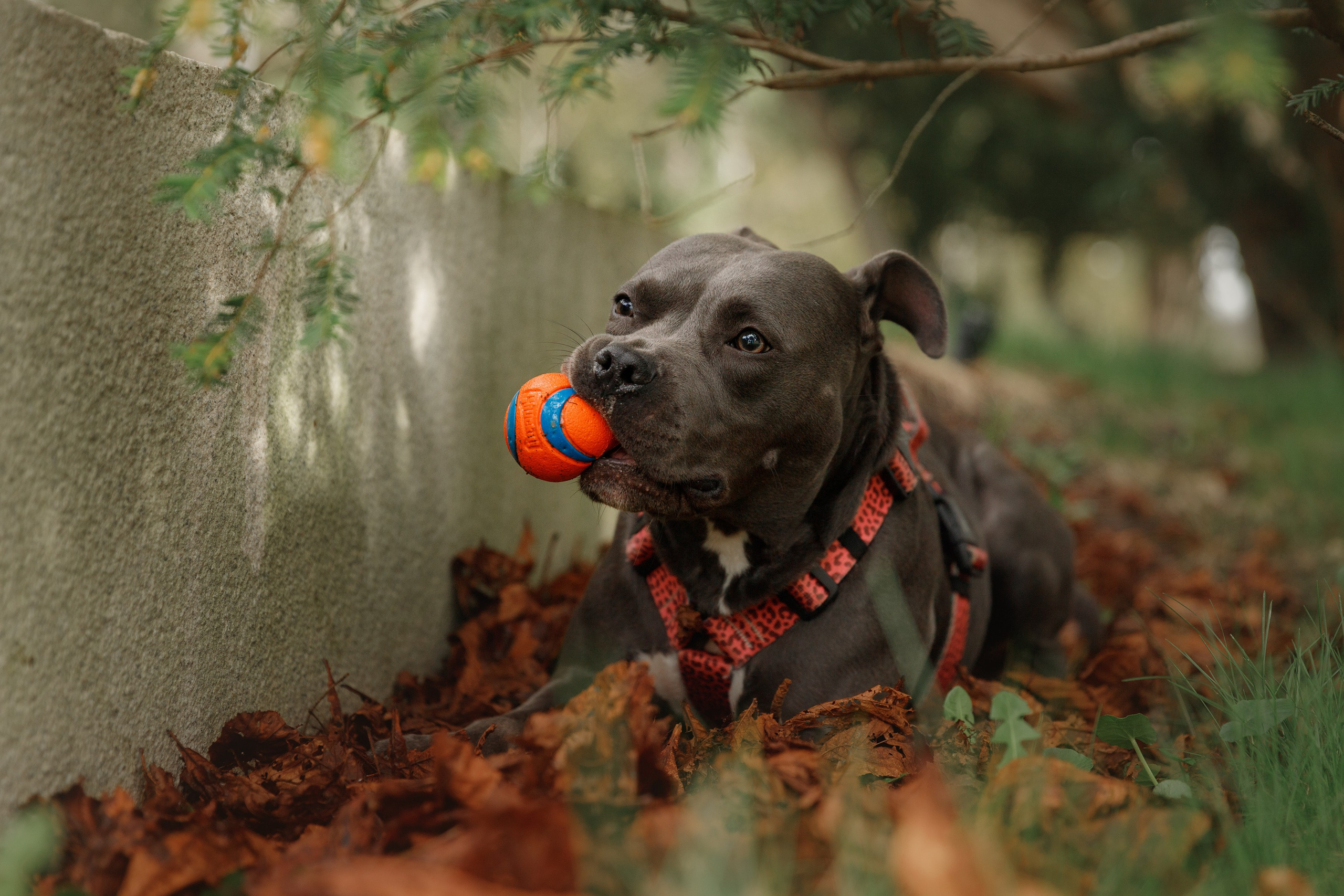 Bombka. Kaja | fotograf we Wrocławiu | ludzie i psy
