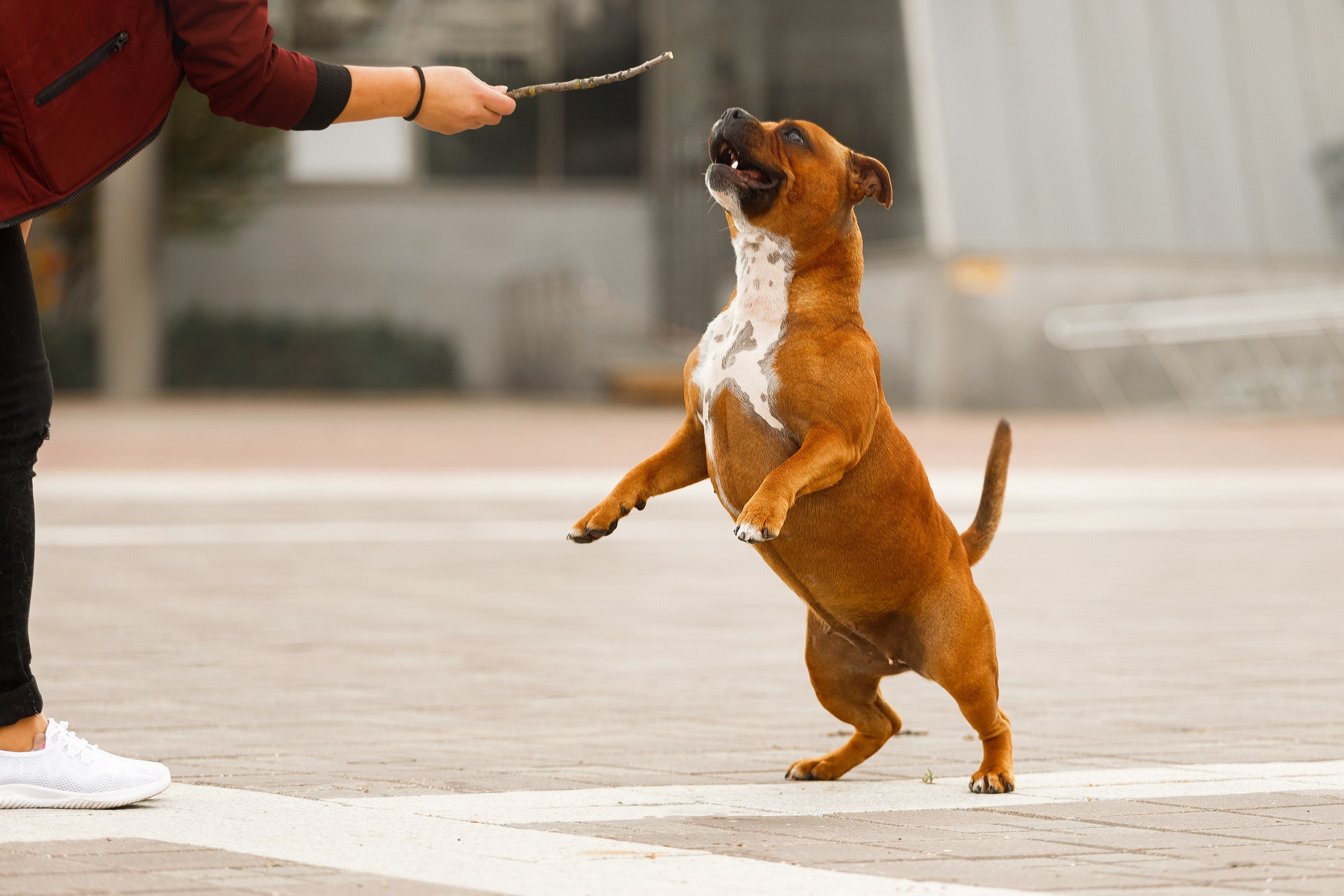 Autumn photo day for dog handler. Kaja | fotograf we Wrocławiu | ludzie i psy