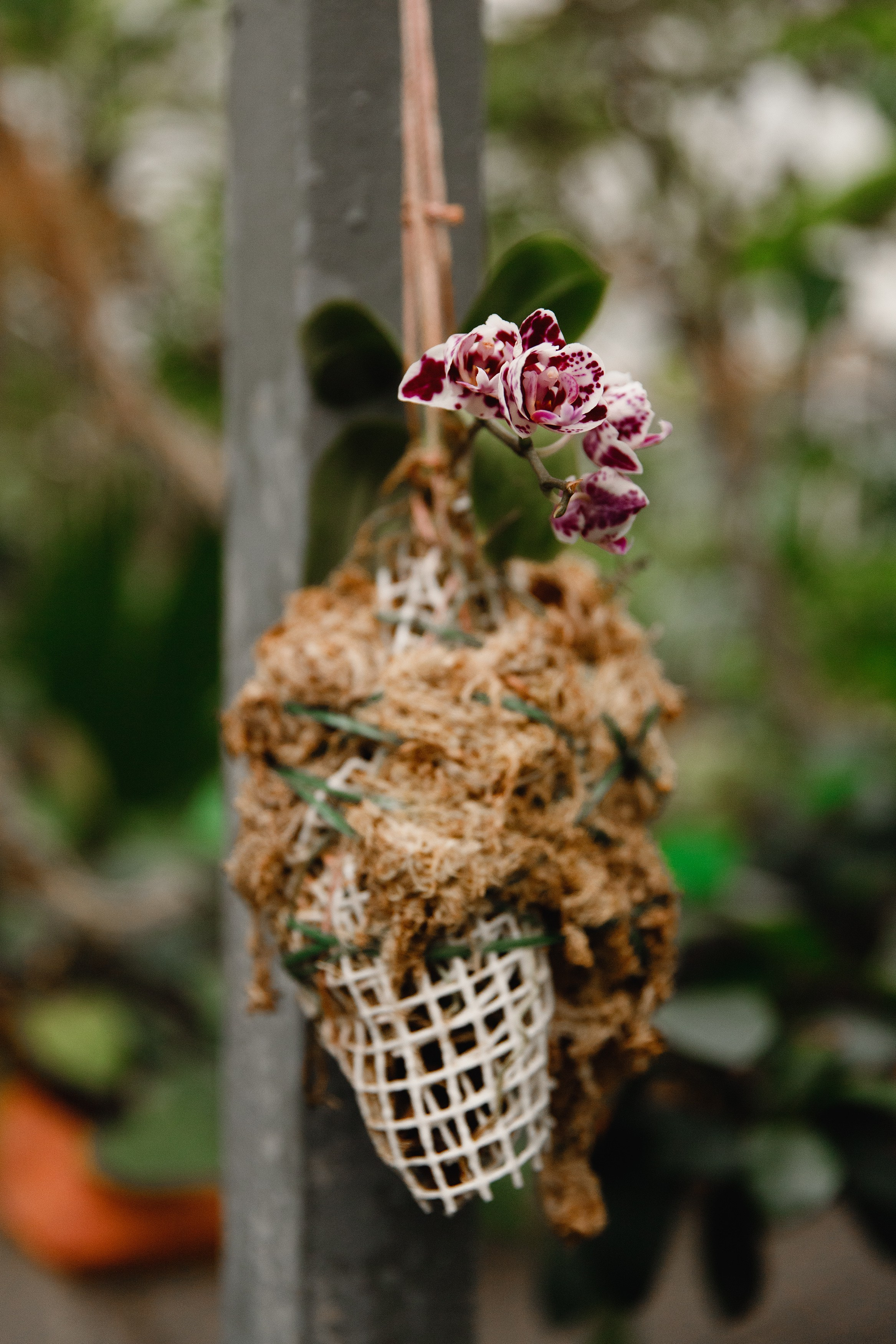 Botanical garden in Wroclaw. Kaja | fotograf we Wrocławiu | ludzie i psy