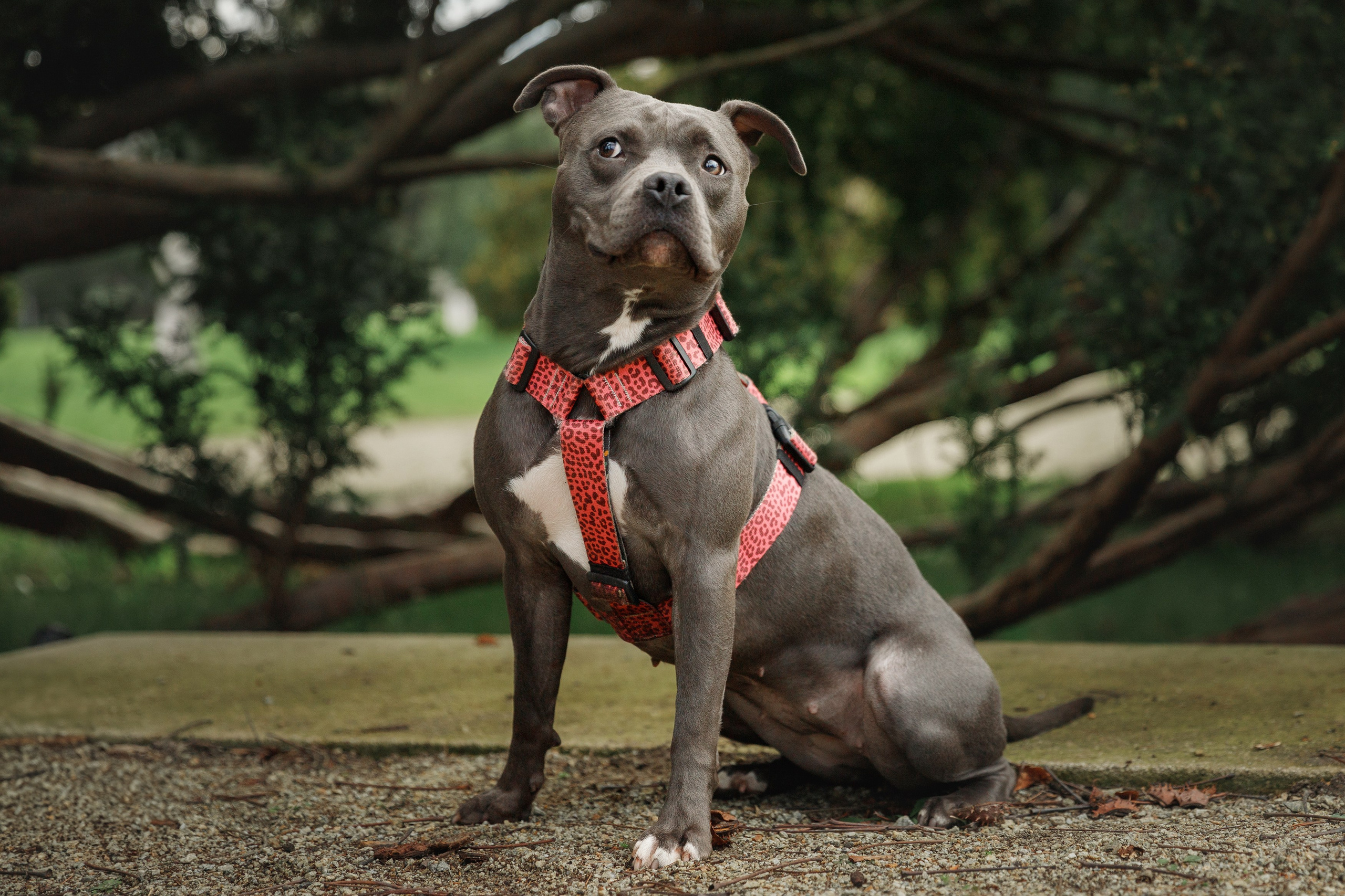 Bombka. Kaja | fotograf we Wrocławiu | ludzie i psy