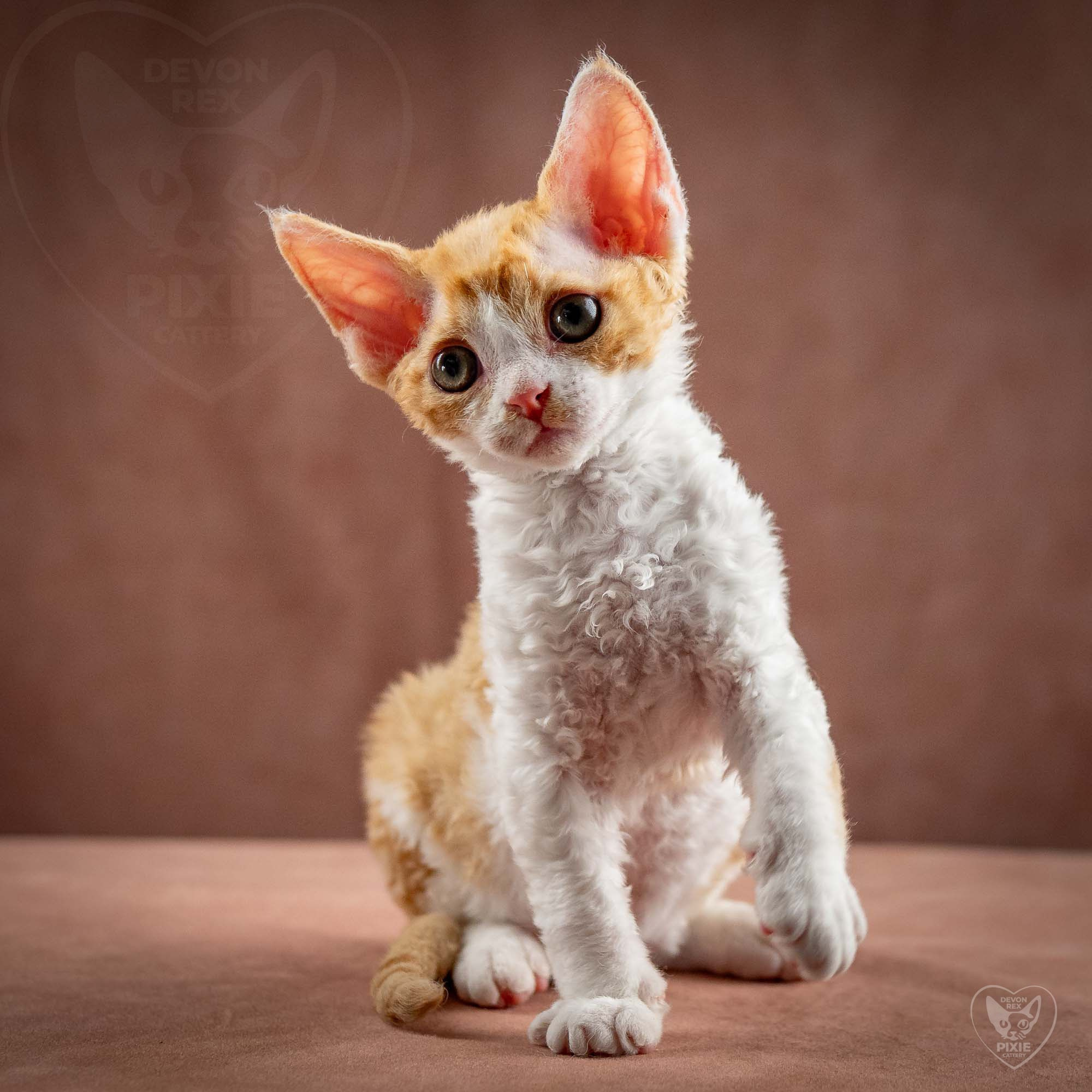 Gece, boy, born on 01.18.25. Devon Rex Pixie Cattery