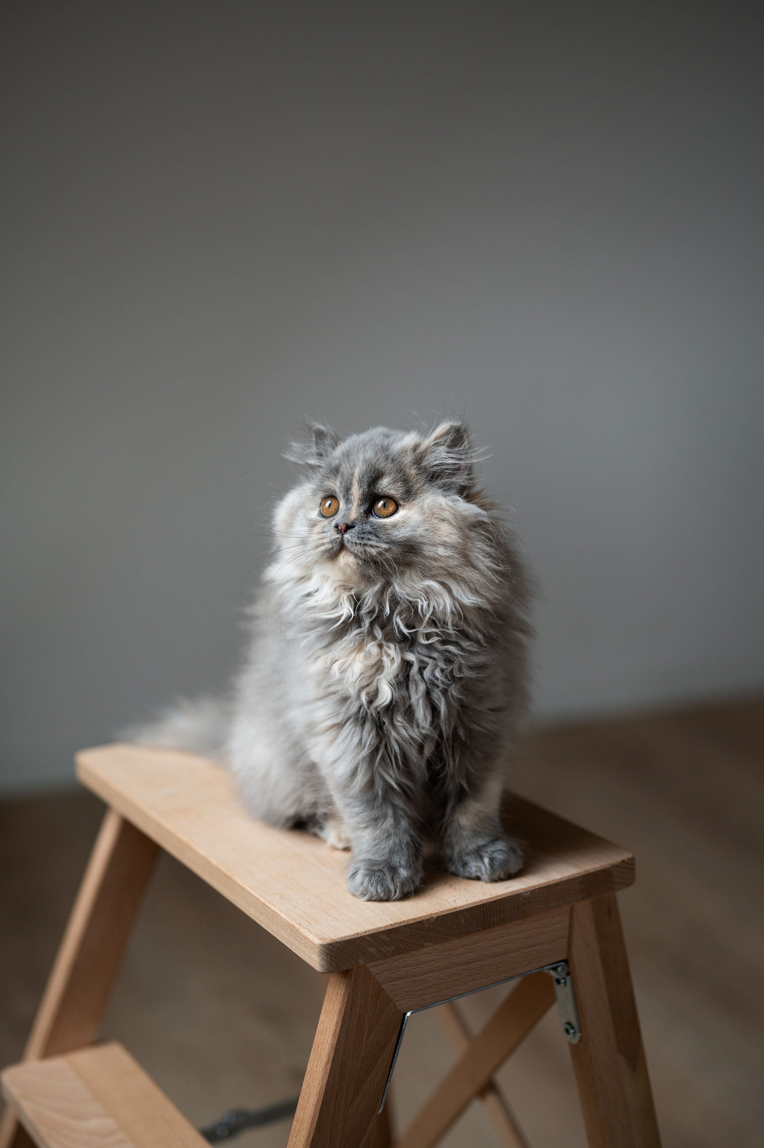 Kätzchen. Tierfotografie und Familienfotografie in der Hallertau