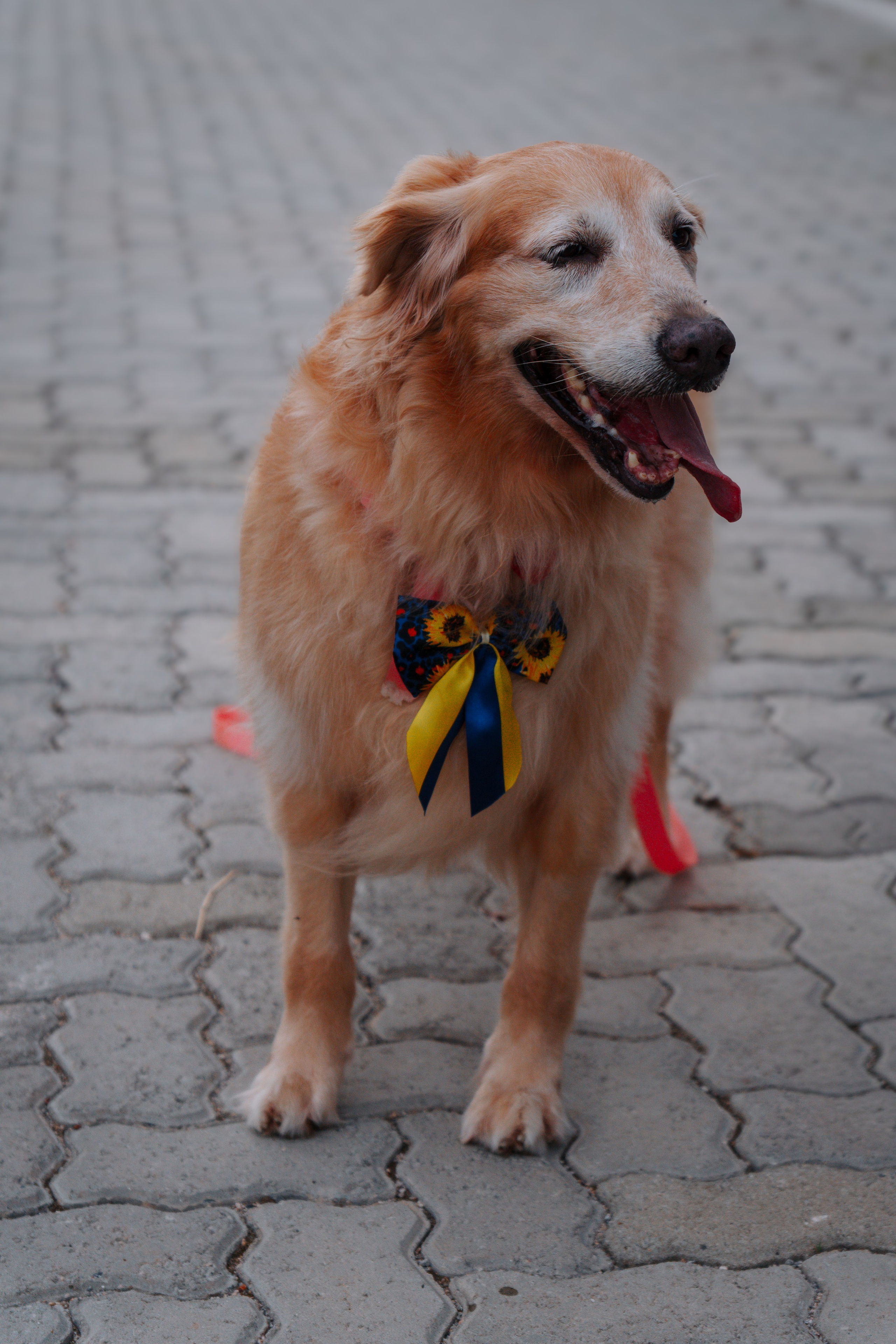 Ensaio Gestante - Carolina (prévias). Oh My Click - Filmes e Fotografia de Partos & Família