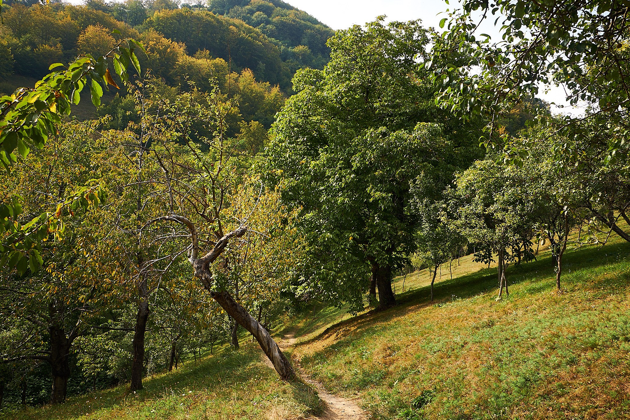 Ineleț, jud. Caraș-Severin. Pagina principală