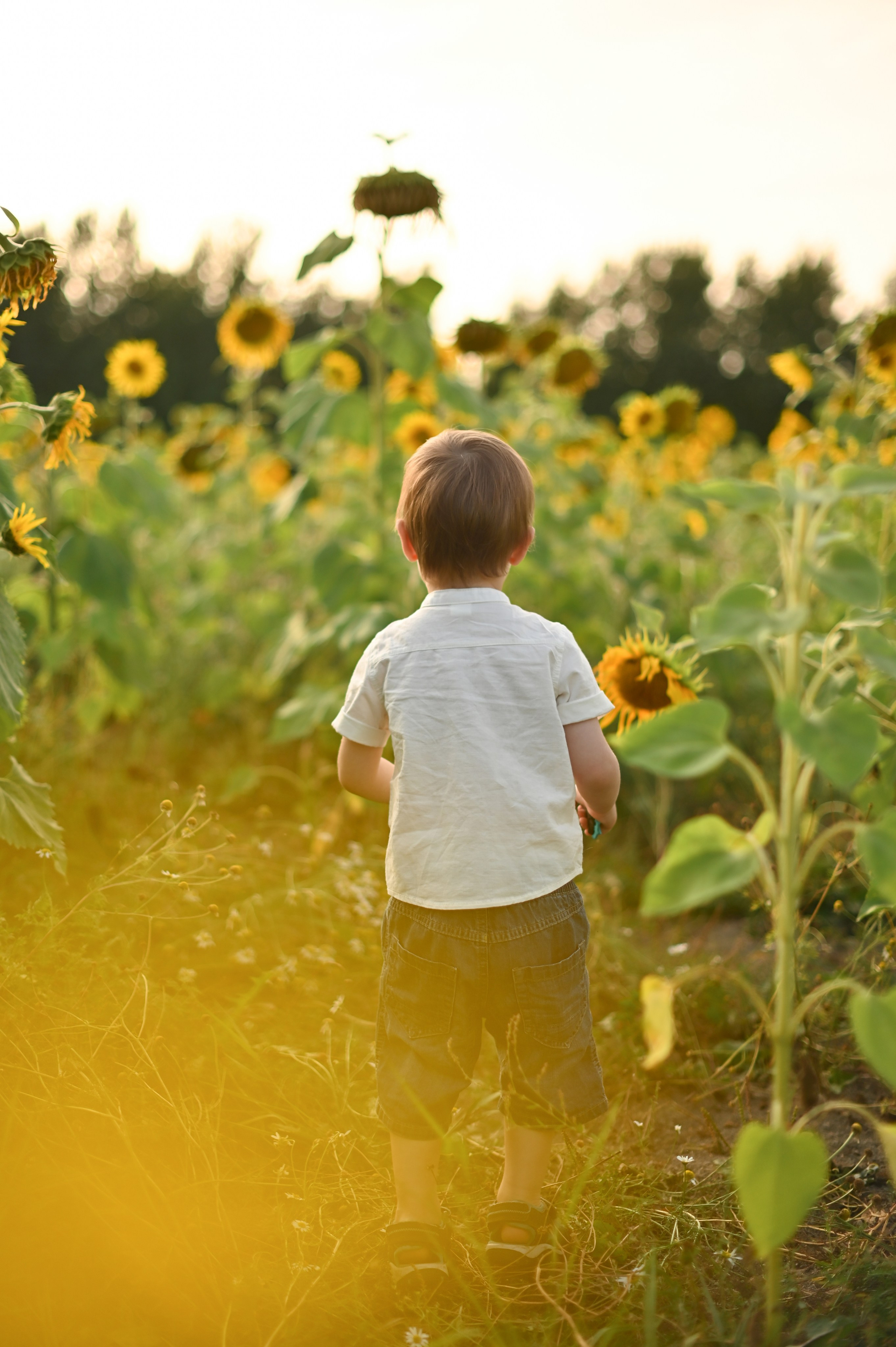 Подсолнухи. Детский и семейный фотограф в финляндии дина пулкка. контент фотограф