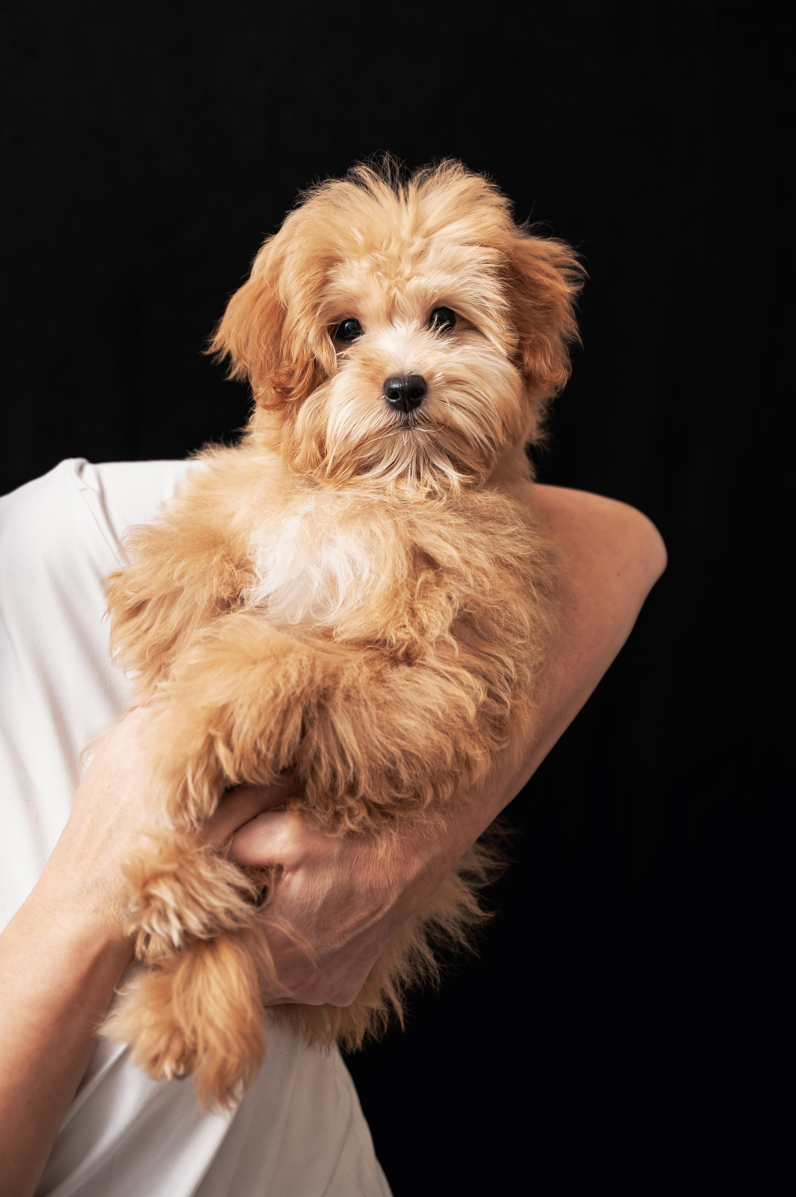 Мики. Главная