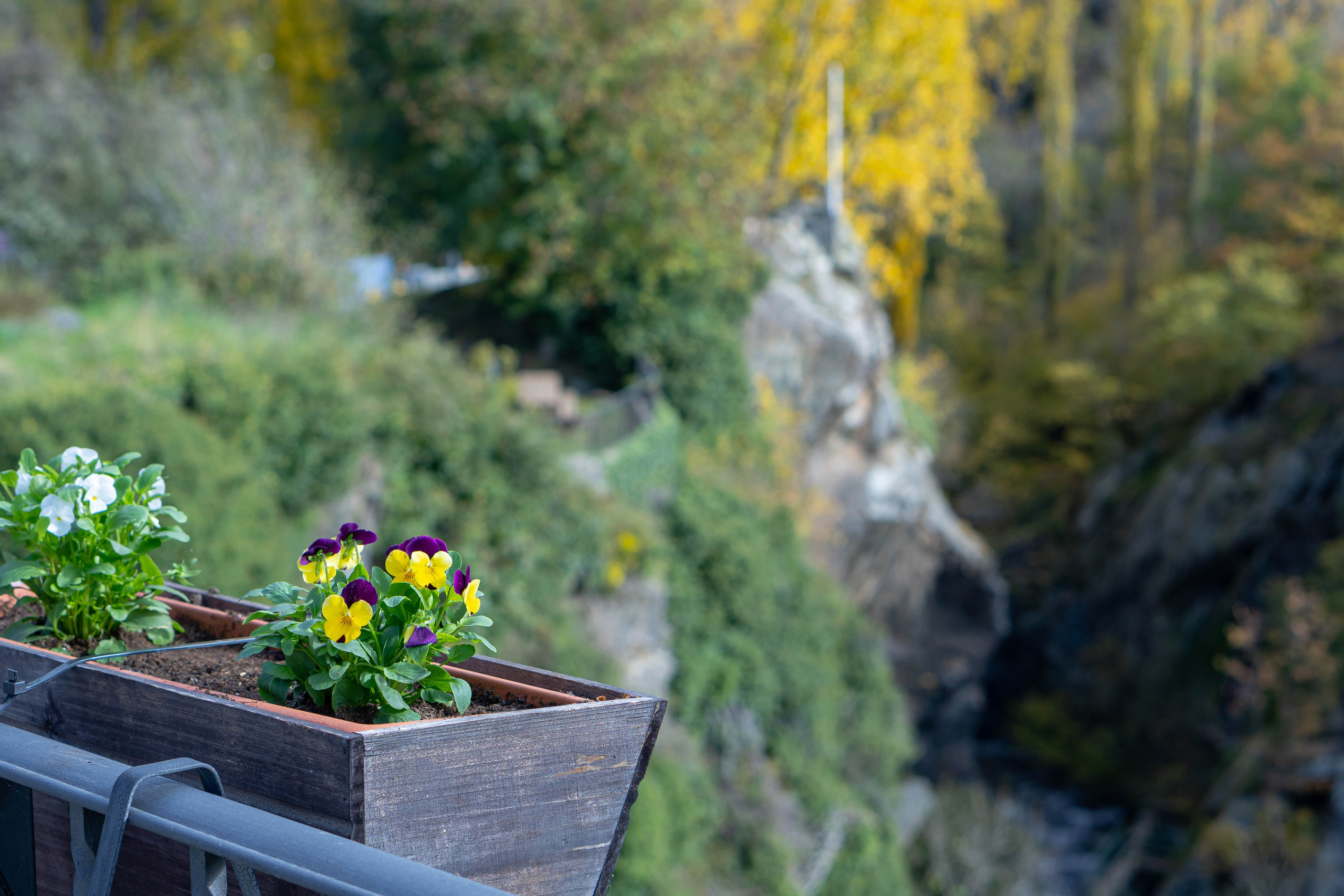 Vall Fosca en otoño. Alba del Norte Studio