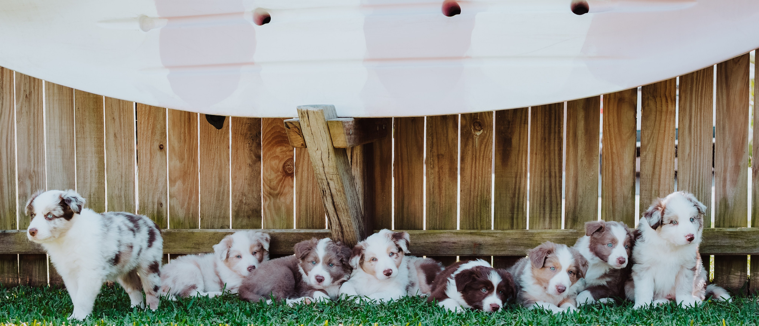 Goldies Collies — Pups. Natural and candid photography Jean Santiago