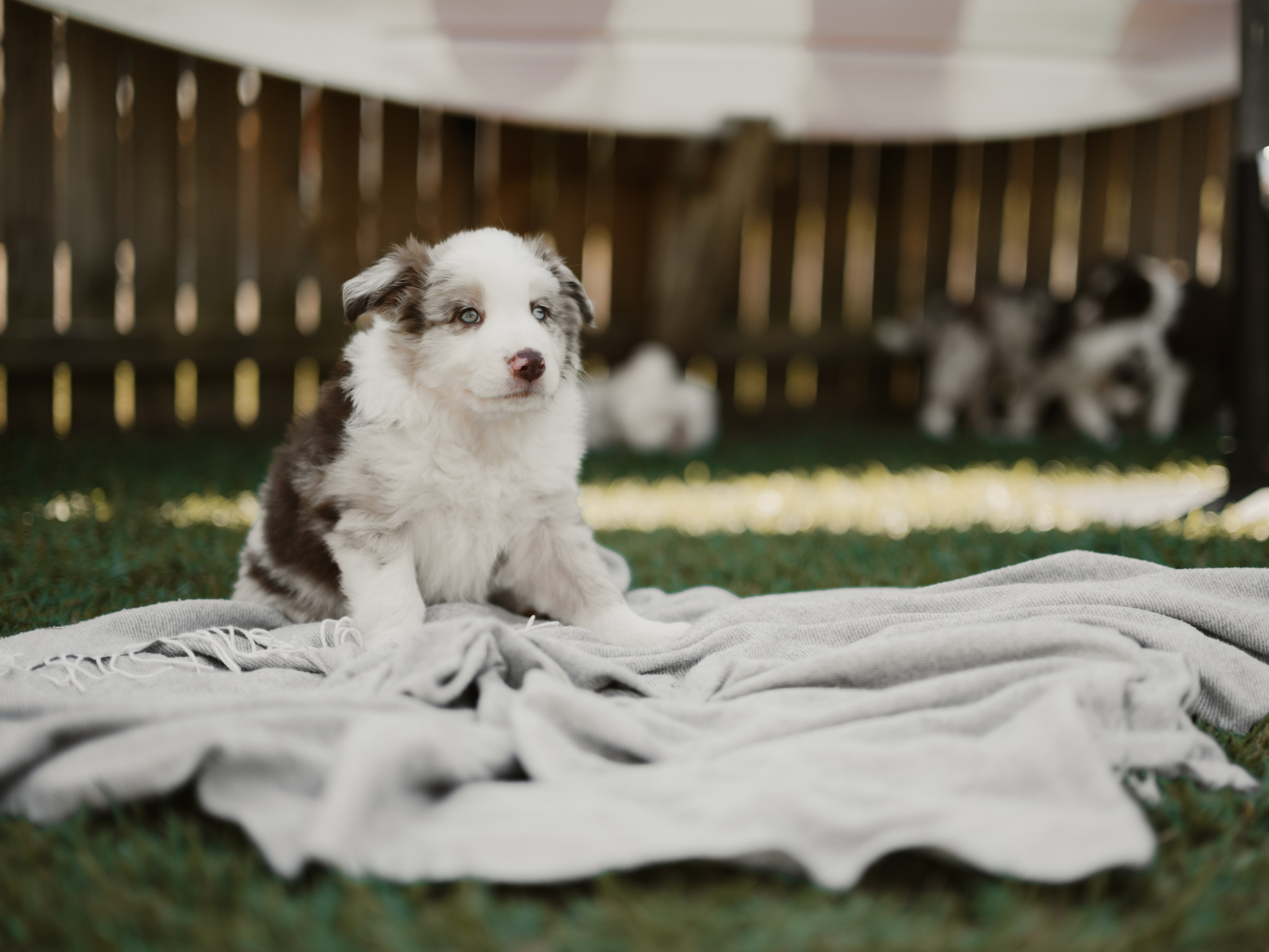 Goldies Collies — Pups. Natural and candid photography Jean Santiago