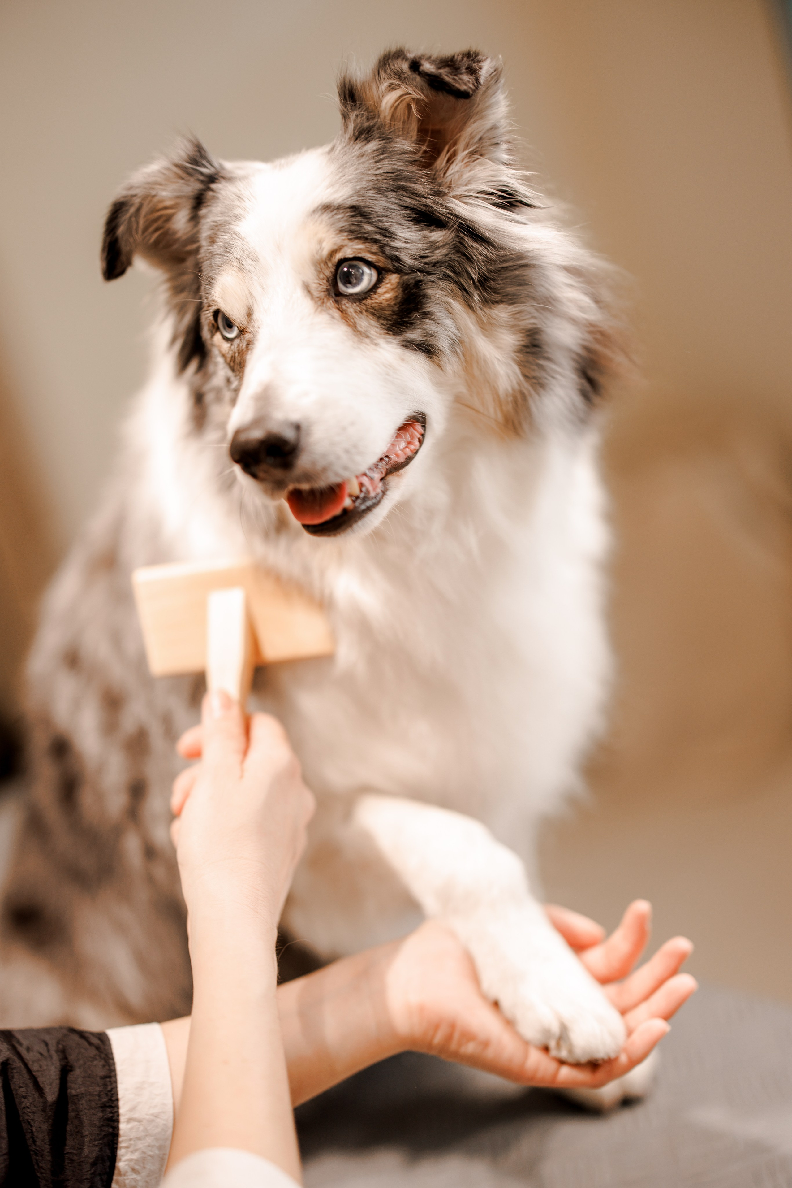 Bark & Bones. Familien- & Hochzeitsfotografin Schweiz. Valeria Diaz in Zürich und Umgebung