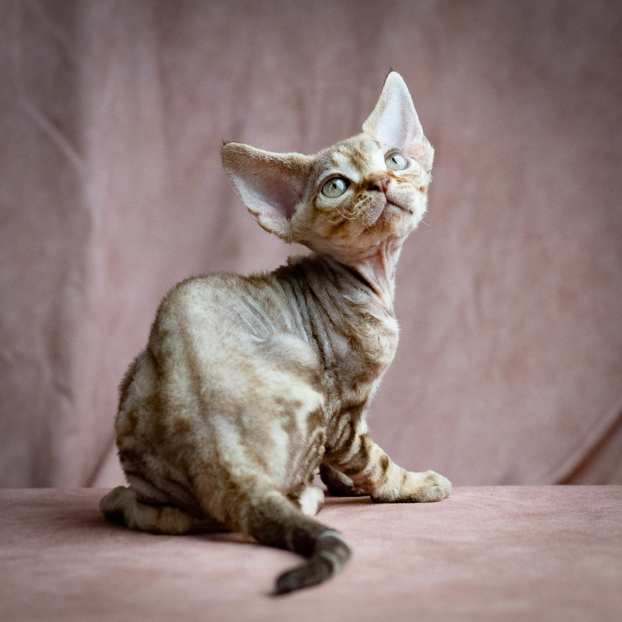 Sirius, boy, born 05.15.26. Devon Rex Pixie Cattery