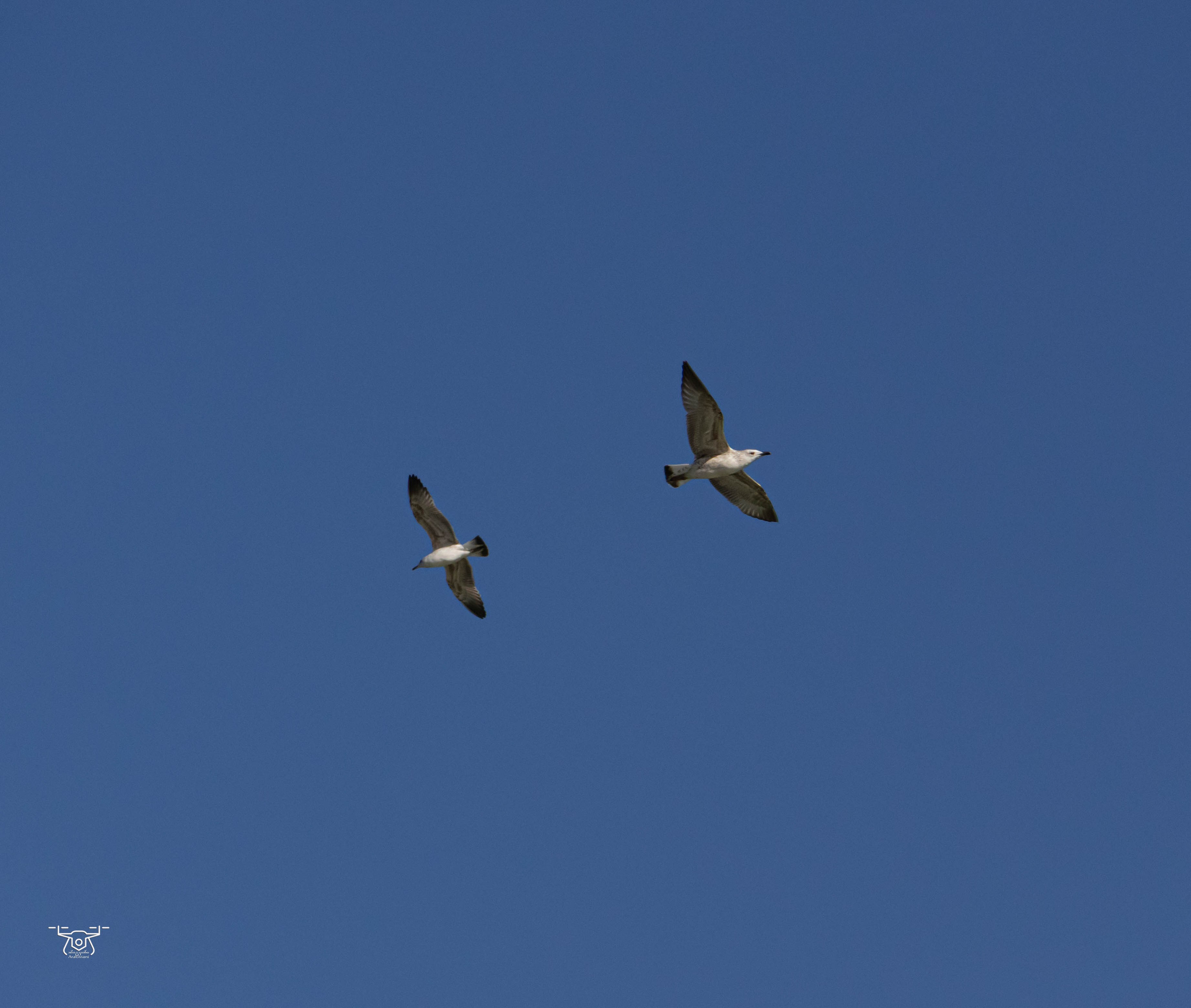 ბუნება. FramefreeMan