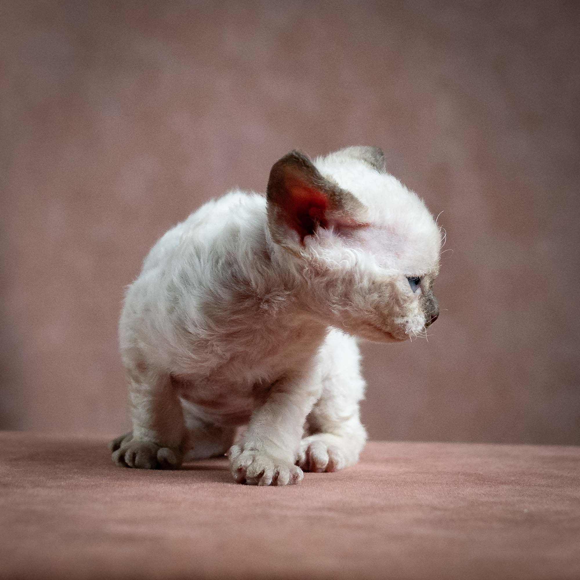 Mila, girl, born 01.15.26. Devon Rex Pixie Cattery