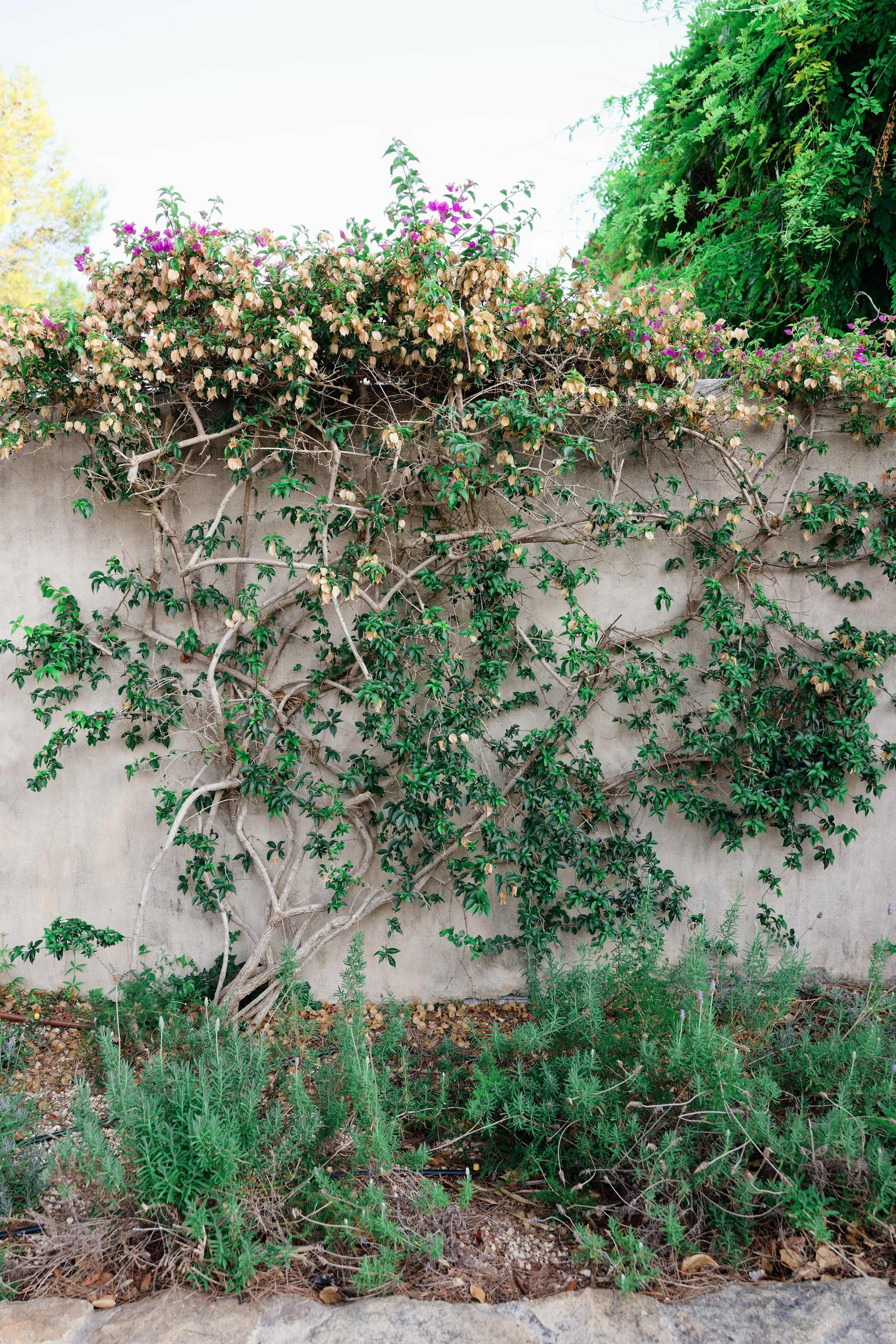 Haldi Ceremony & Mehndi Night & pre-wedding dinner, Barcelona