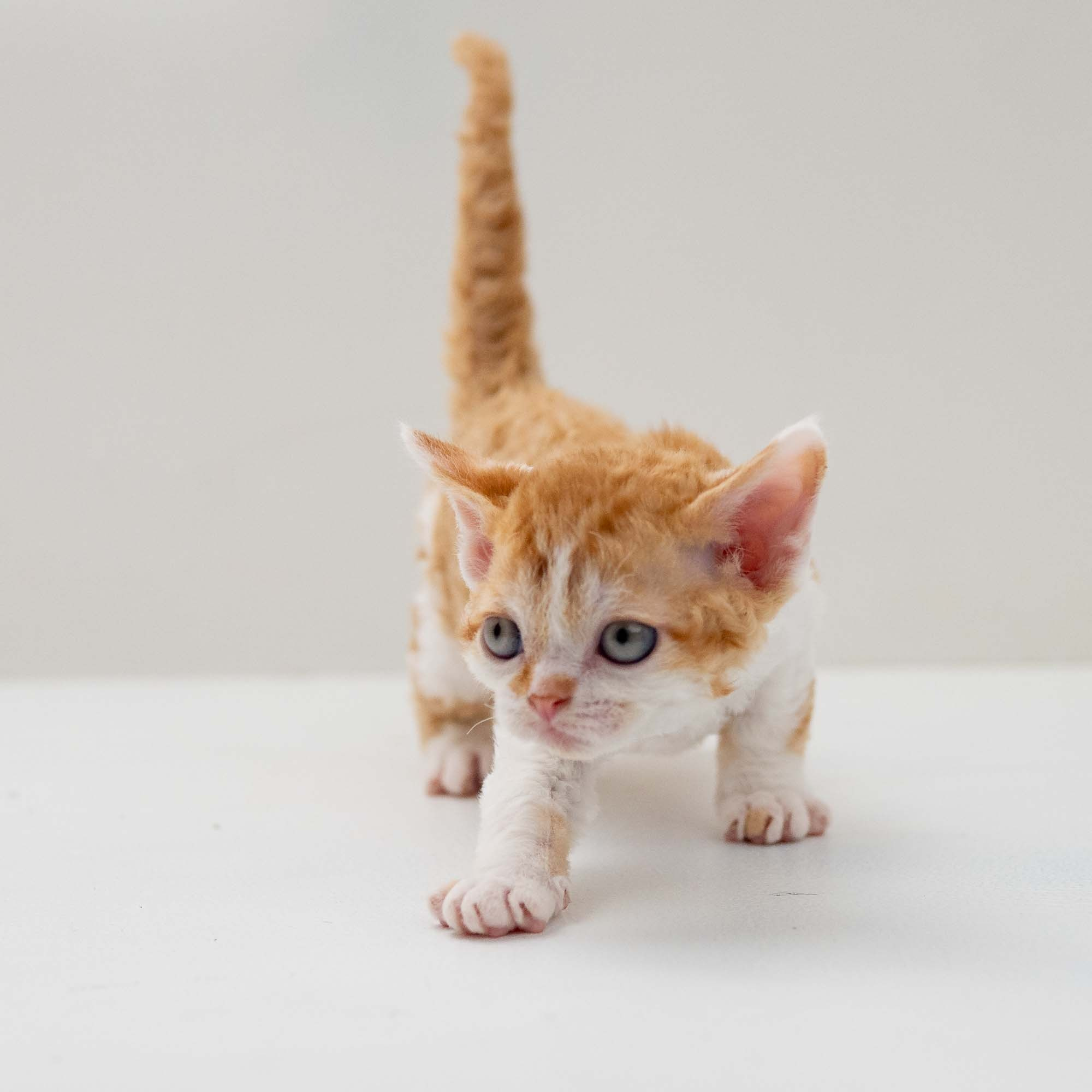 Gary,  boy, born on 01.18.25. Devon Rex Pixie Cattery