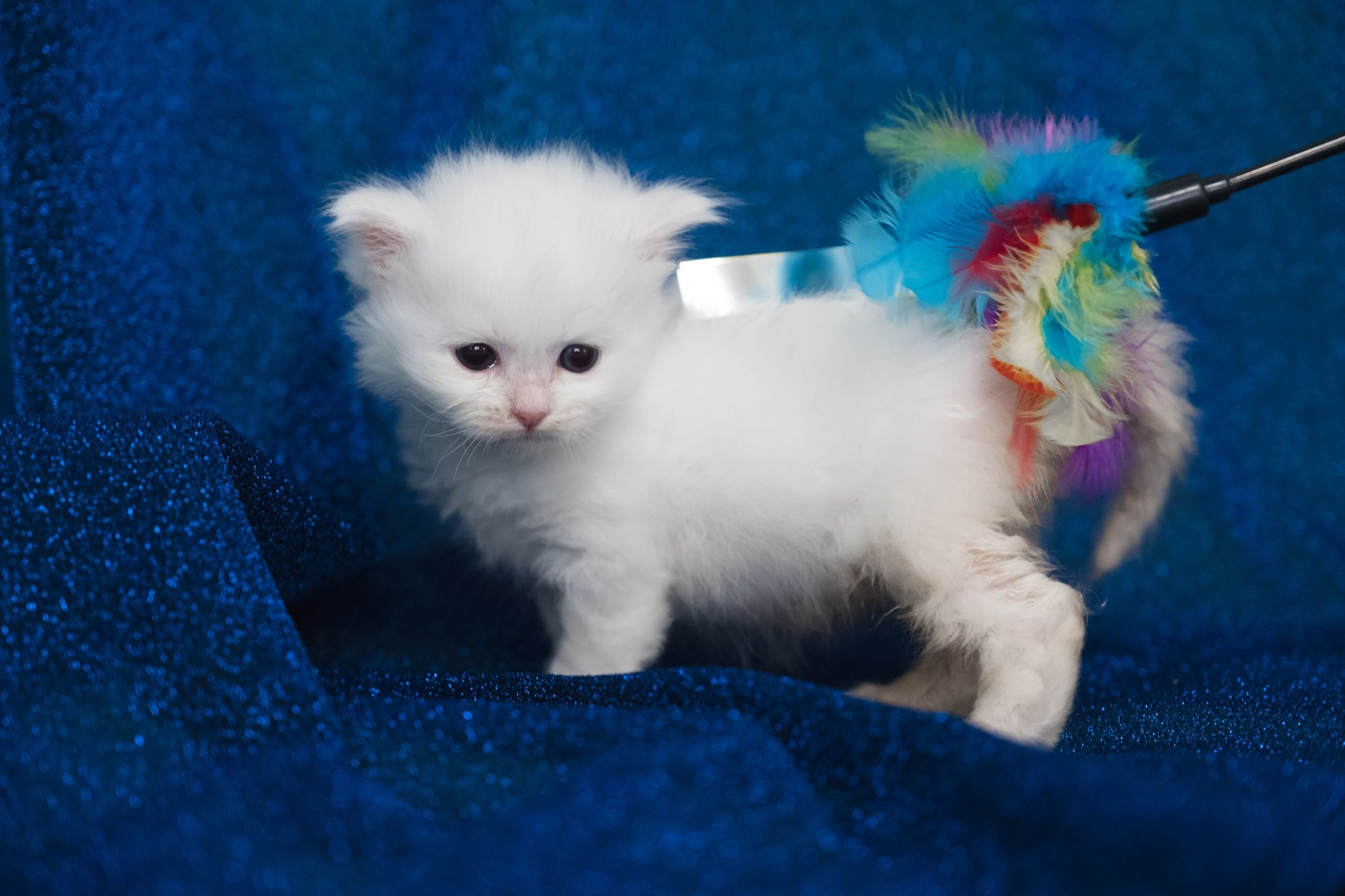 N-Bellatrix. SIBERIALIS: Katzenzucht von Sibirischen und Neva Masquarade Katzen