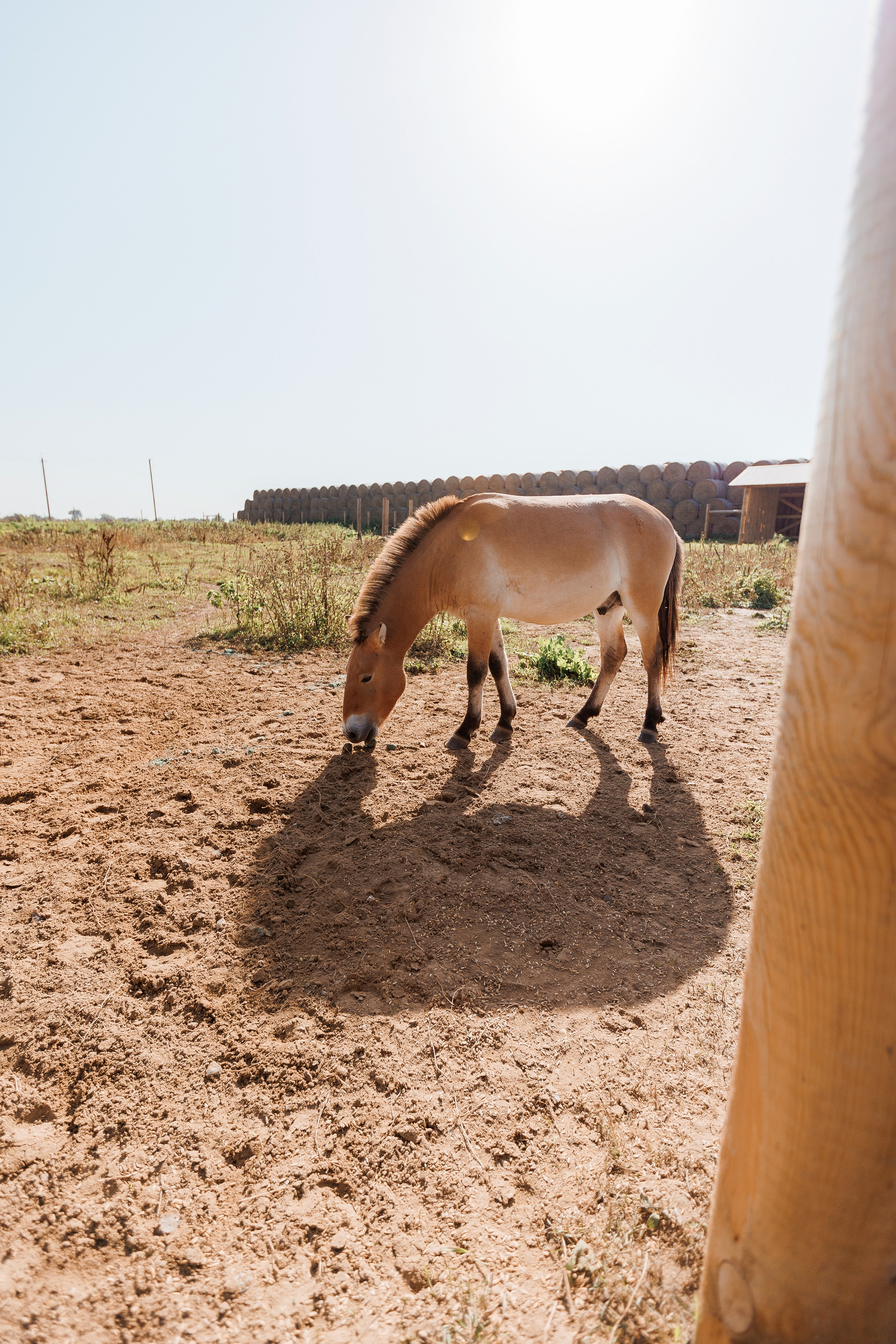 Екопарк Аміла. Ірина Терещук