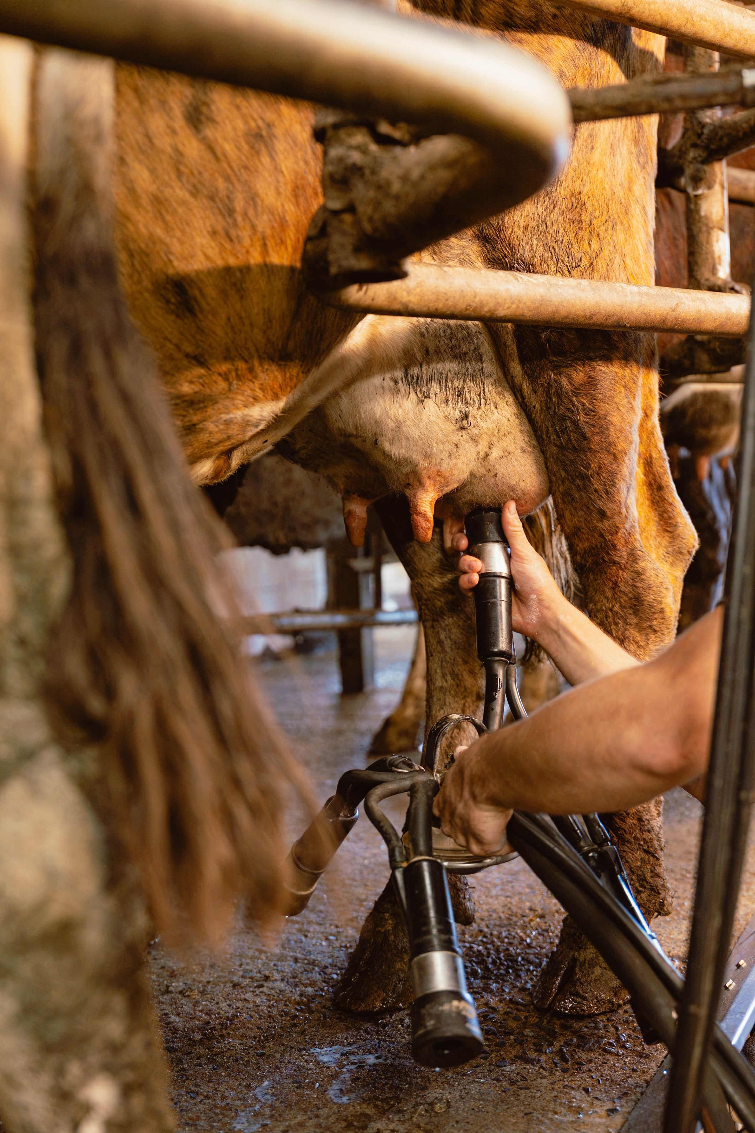 Solidur. Weeding photographer / event / portrait