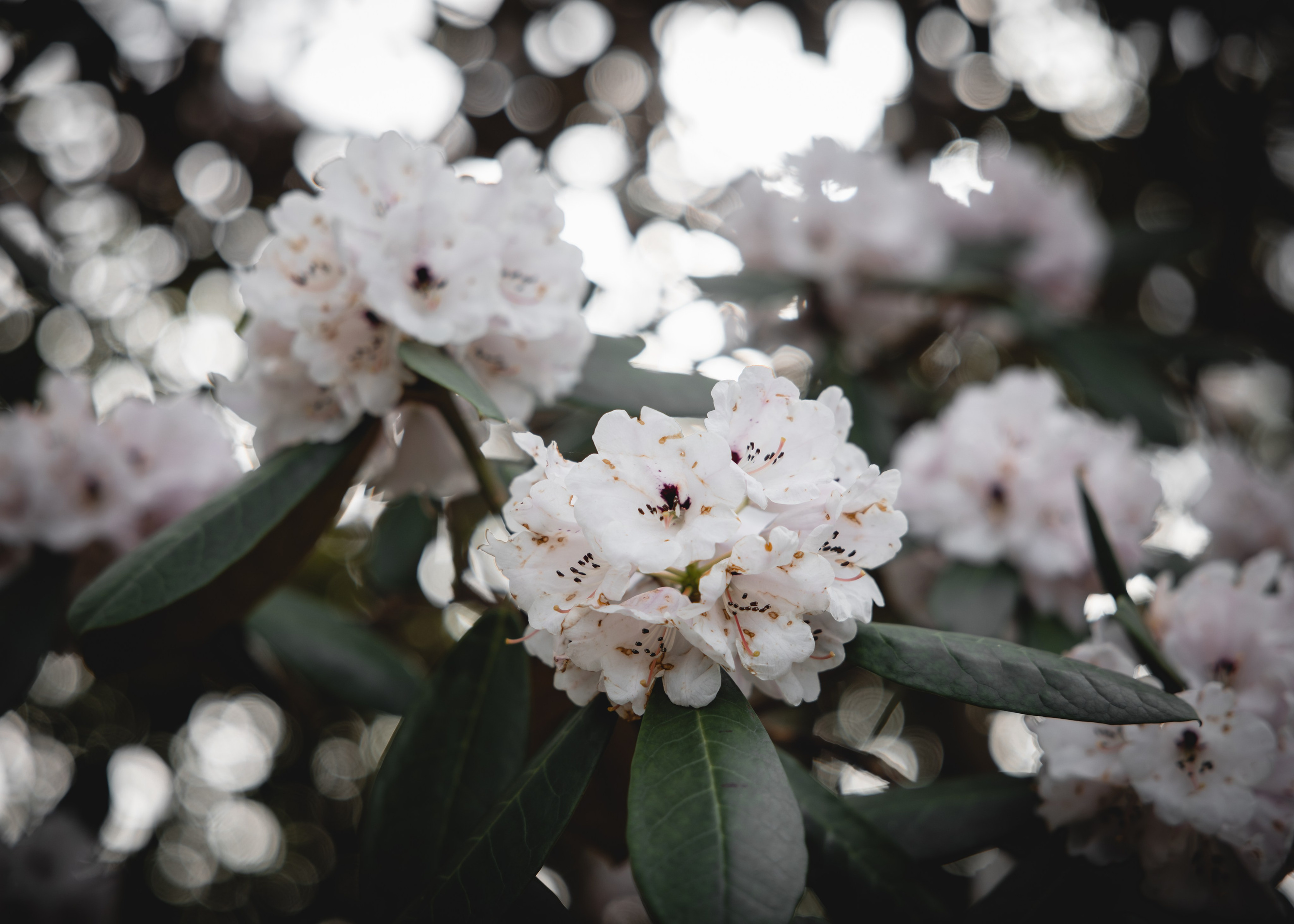 Shai & Batel. Professional wedding photographer in Copenhagen, Denmark — Julia Byron