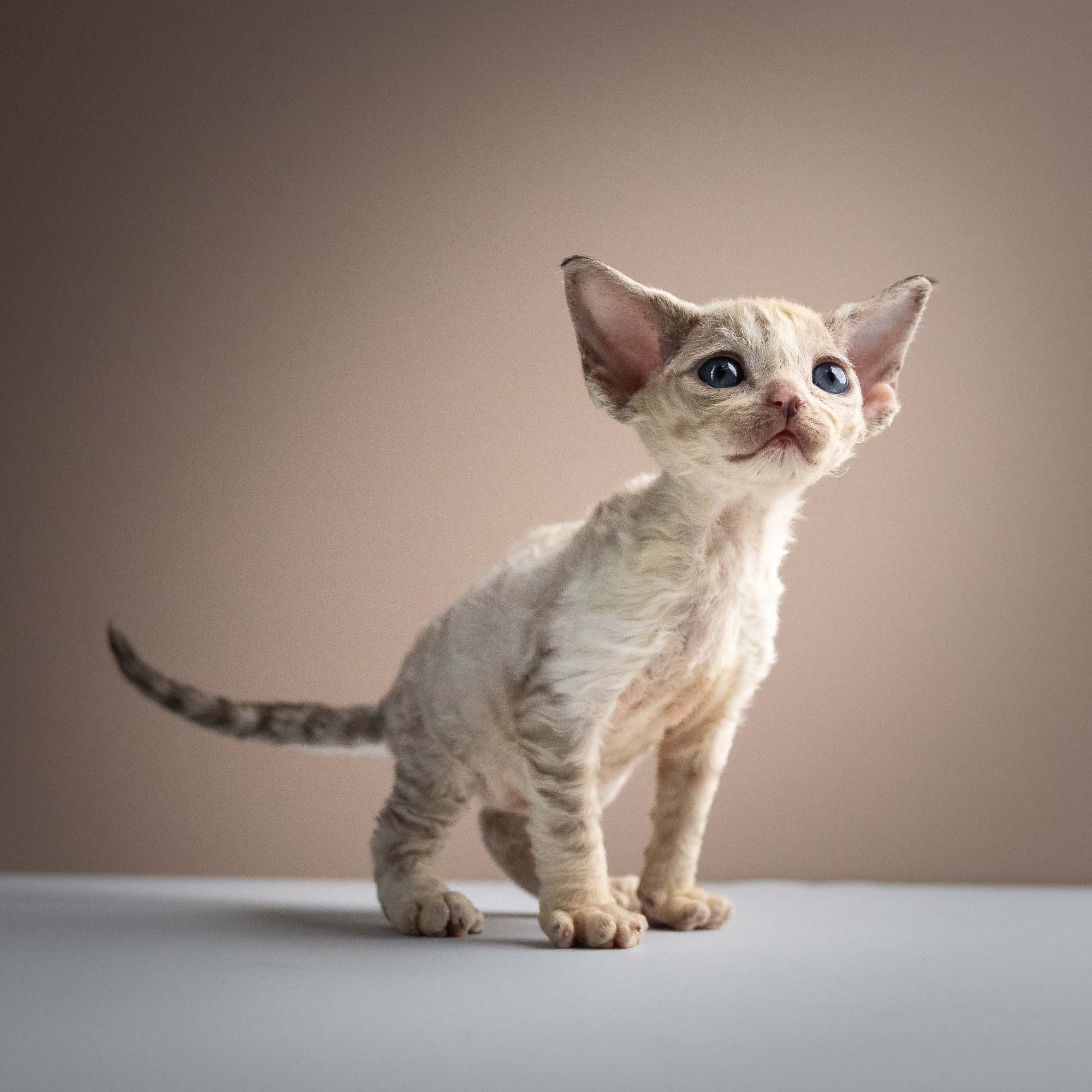 Roxie,  girl, born 05.08.26. Devon Rex Pixie Cattery