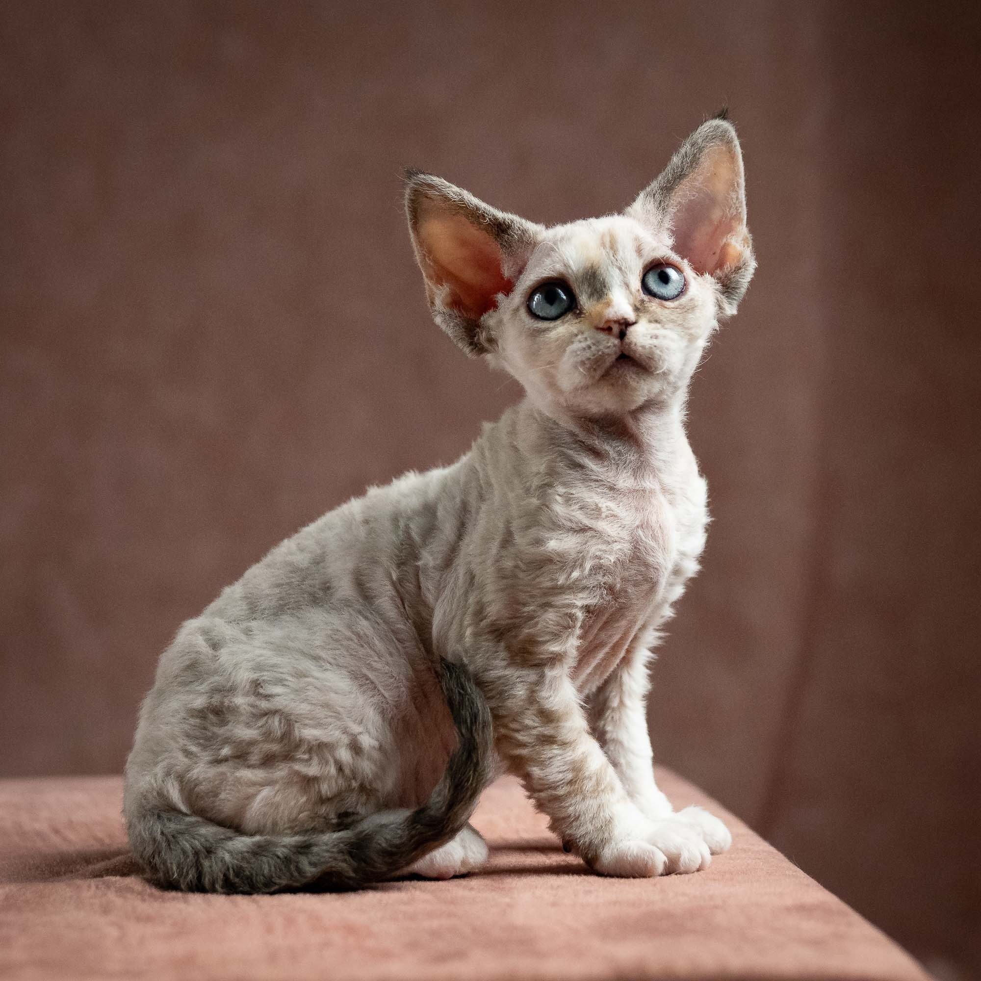Nova, girl, born 01.17.26. Devon Rex Pixie Cattery