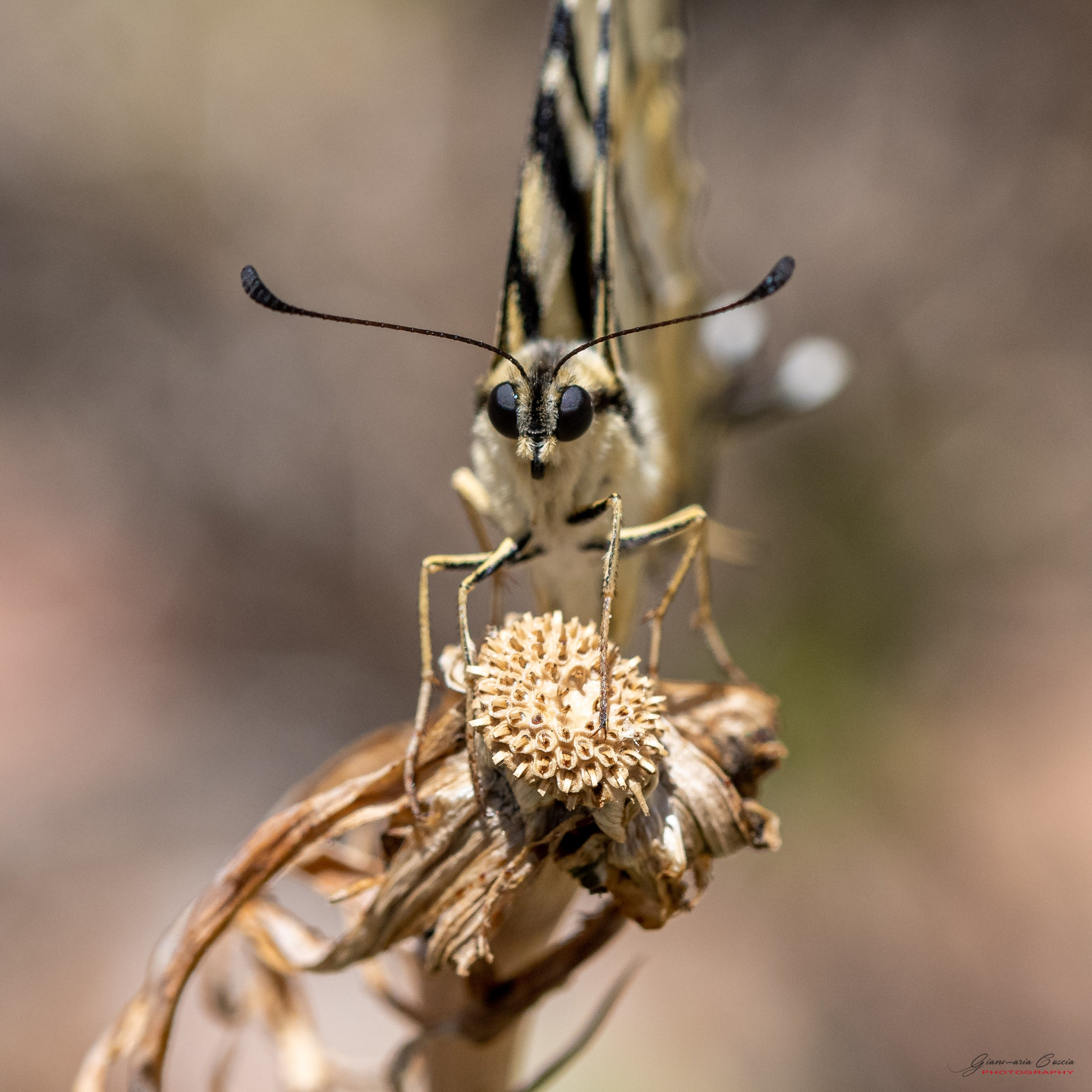 Farfalle. “Gianmaria Coscia fotografo per passione”