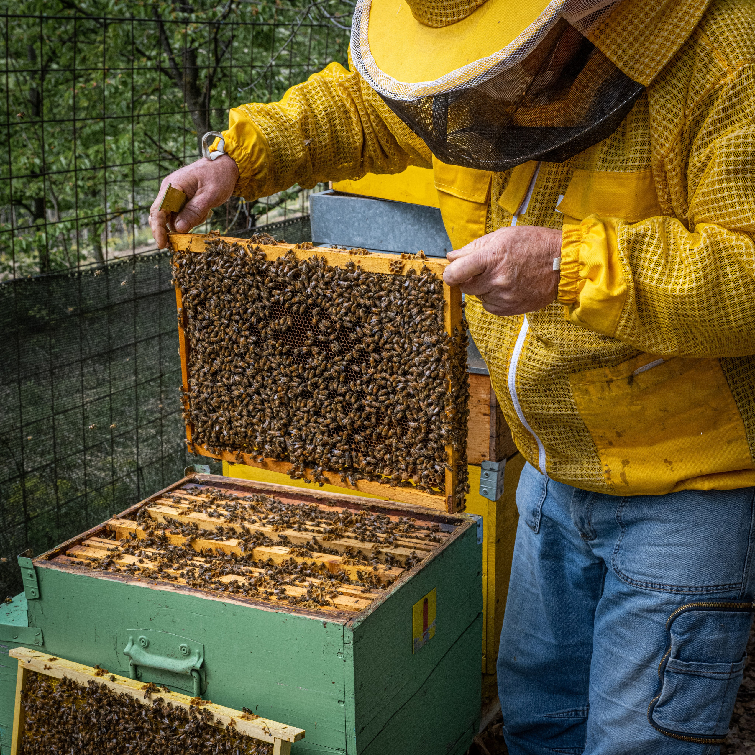 Apicultura Bergadano. “Gianmaria Coscia fotografo per passione”