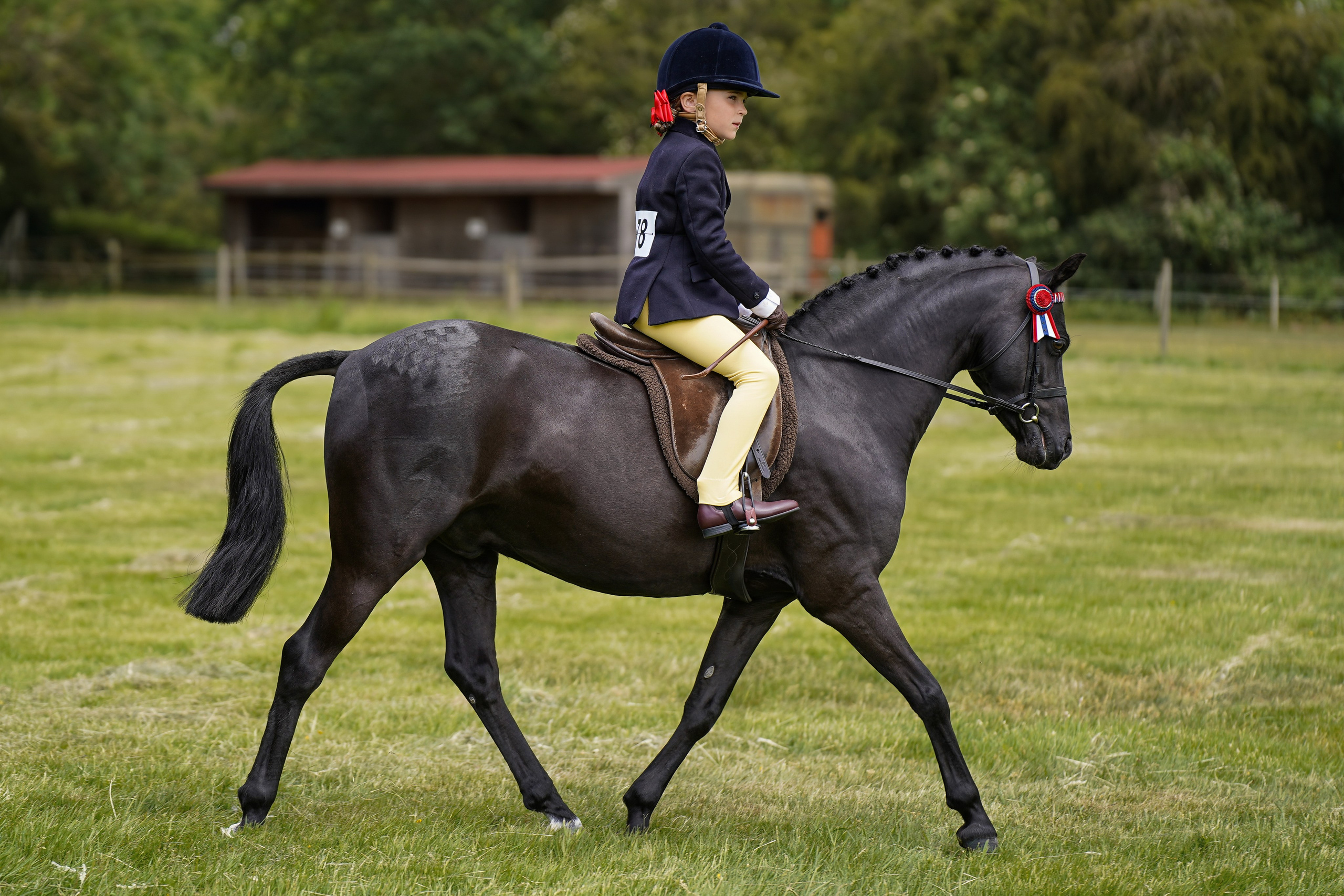 Showing. Leicestershire Equine Photography by El | Authentic Equine Portraits & Events