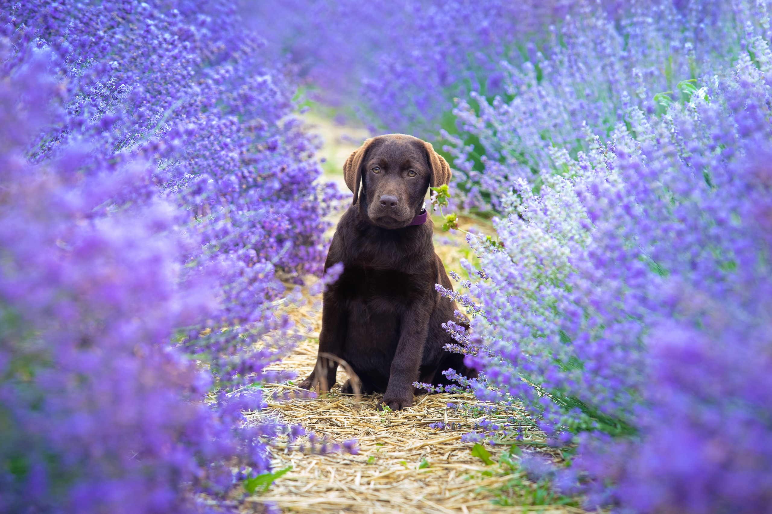 Шоколадний лабрадор ретривер