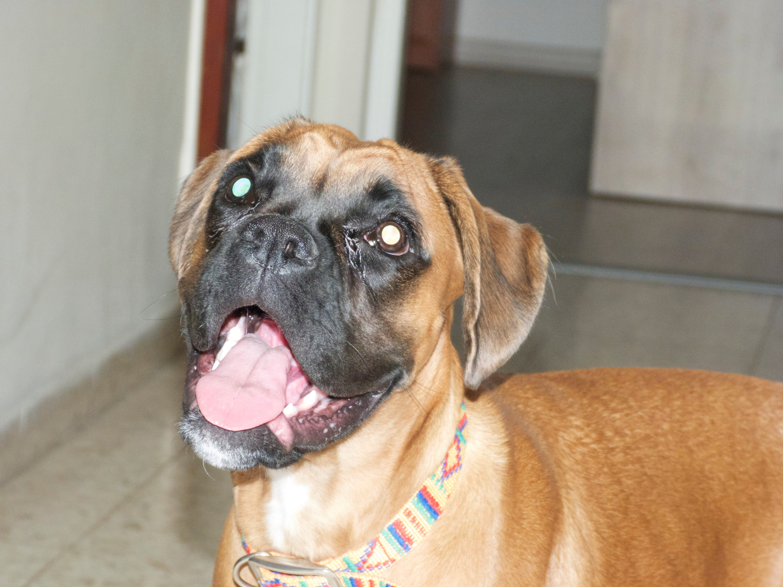 My ״Star״ Boxer Dog