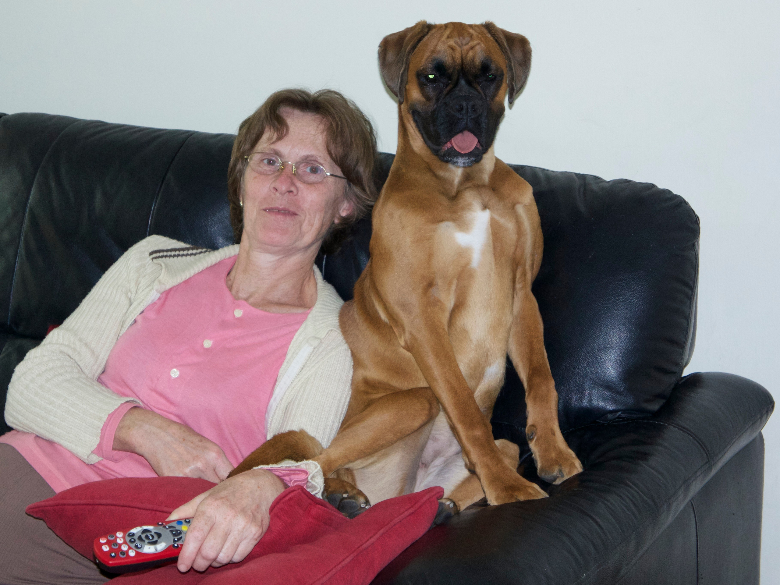 My ״Star״ Boxer Dog