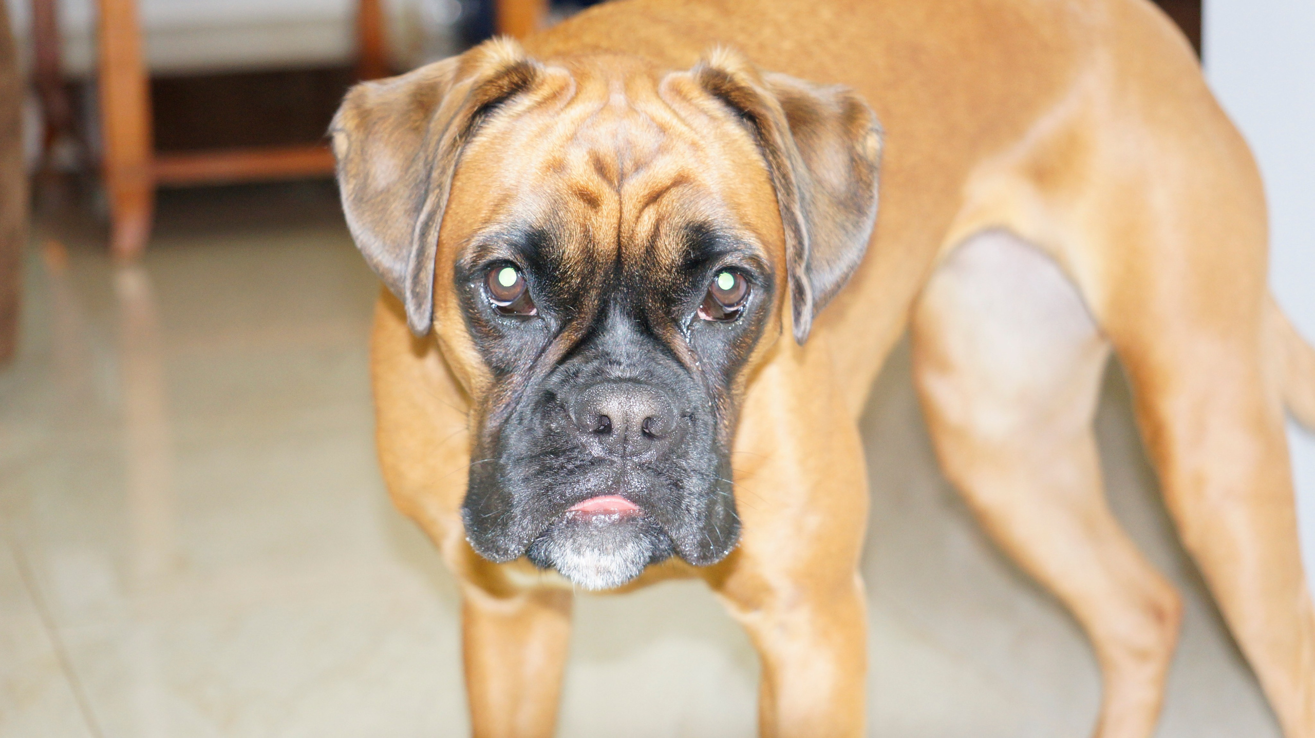 My ״Star״ Boxer Dog