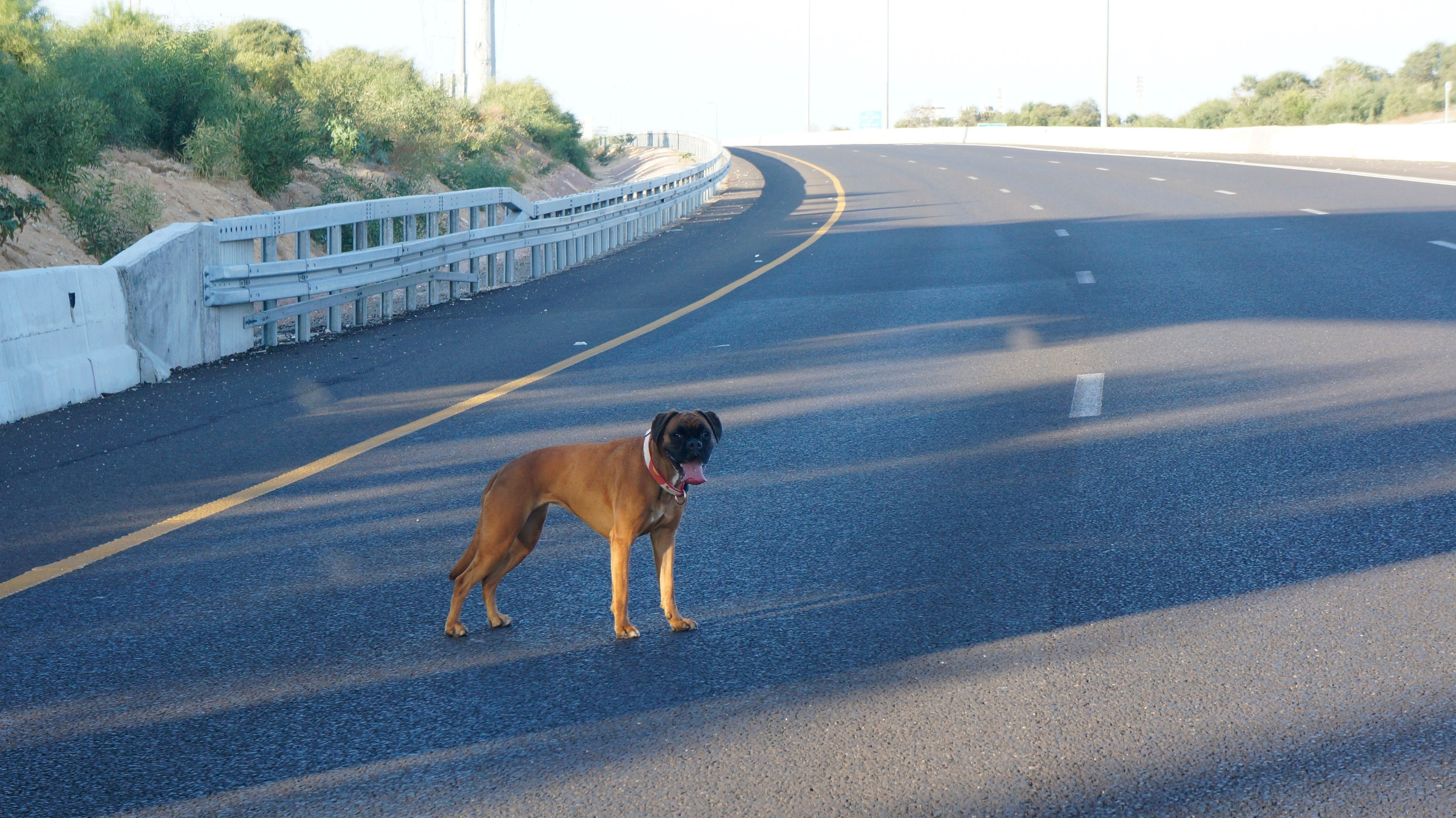My ״Star״ Boxer Dog