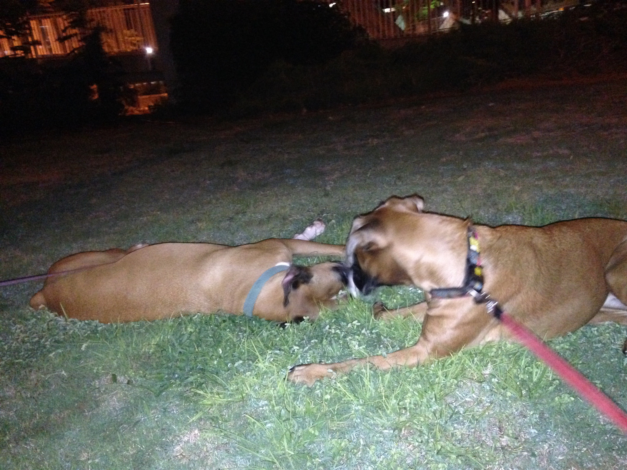 My ״Star״ Boxer Dog