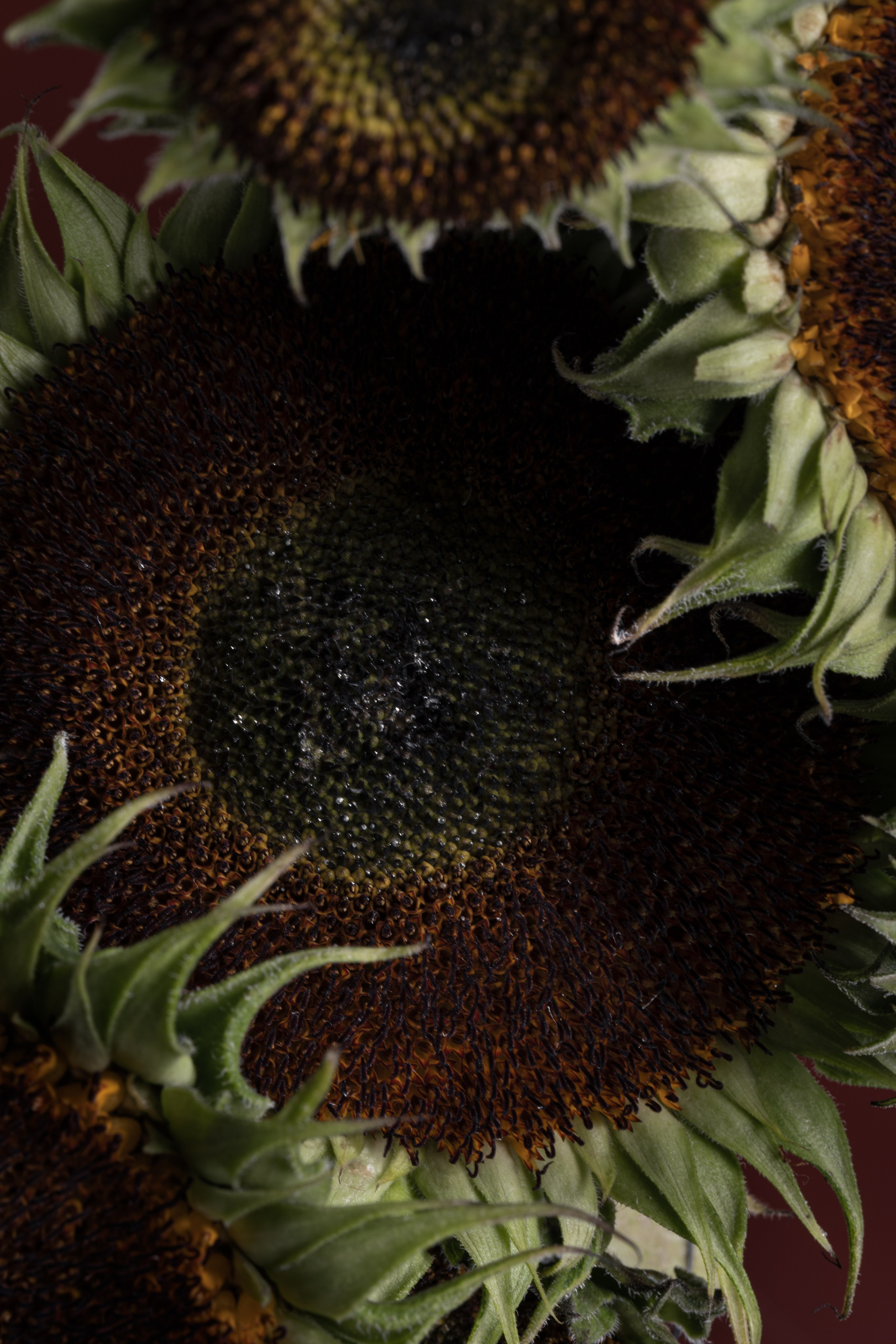 Ejercicio de estilismo parte del Máster 'Vanguardia y Creatividad' de Madrid Flower School.