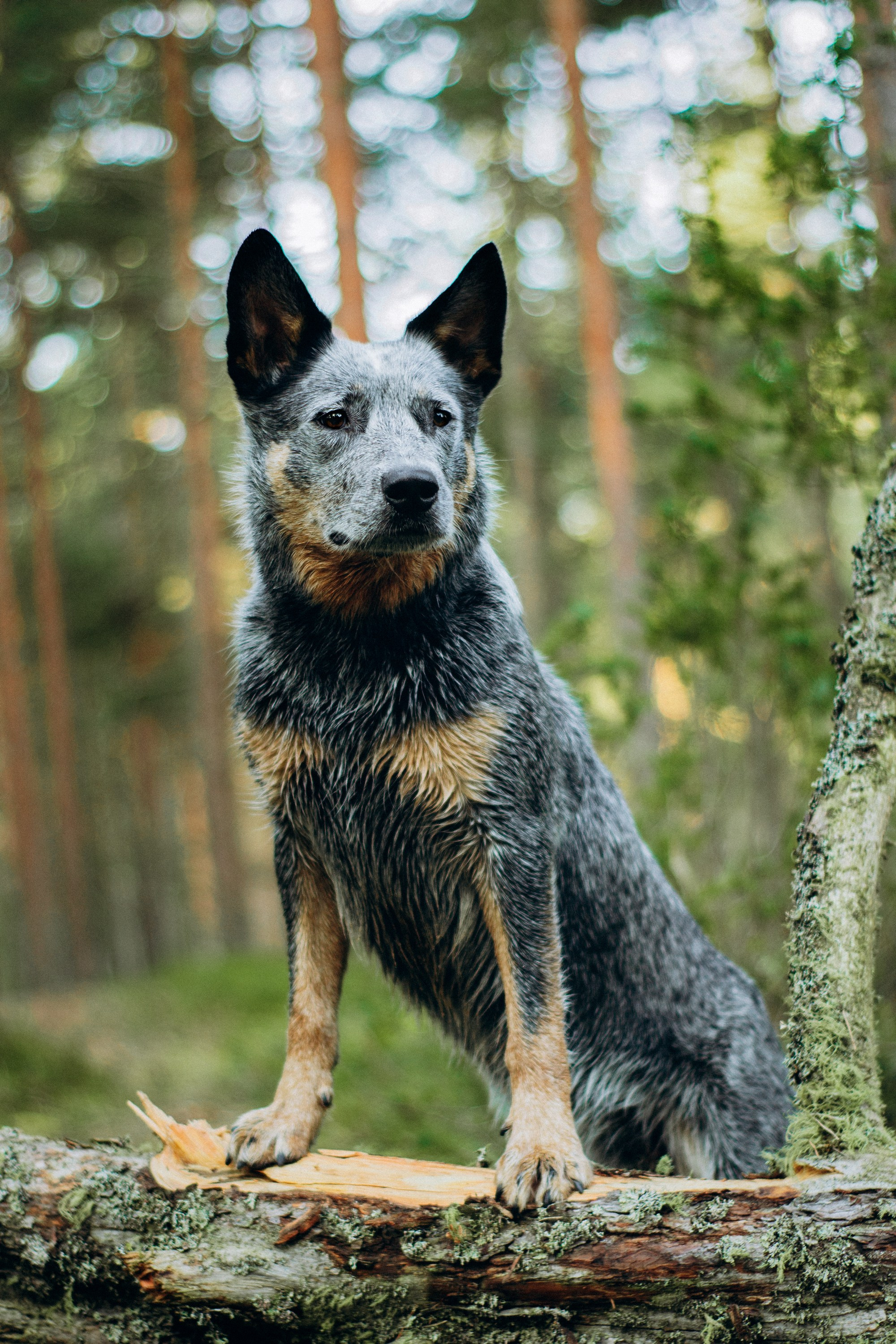 Dakota, Australian Cattle Dog. Kat Laisaar — Pet photographer in Tallinn