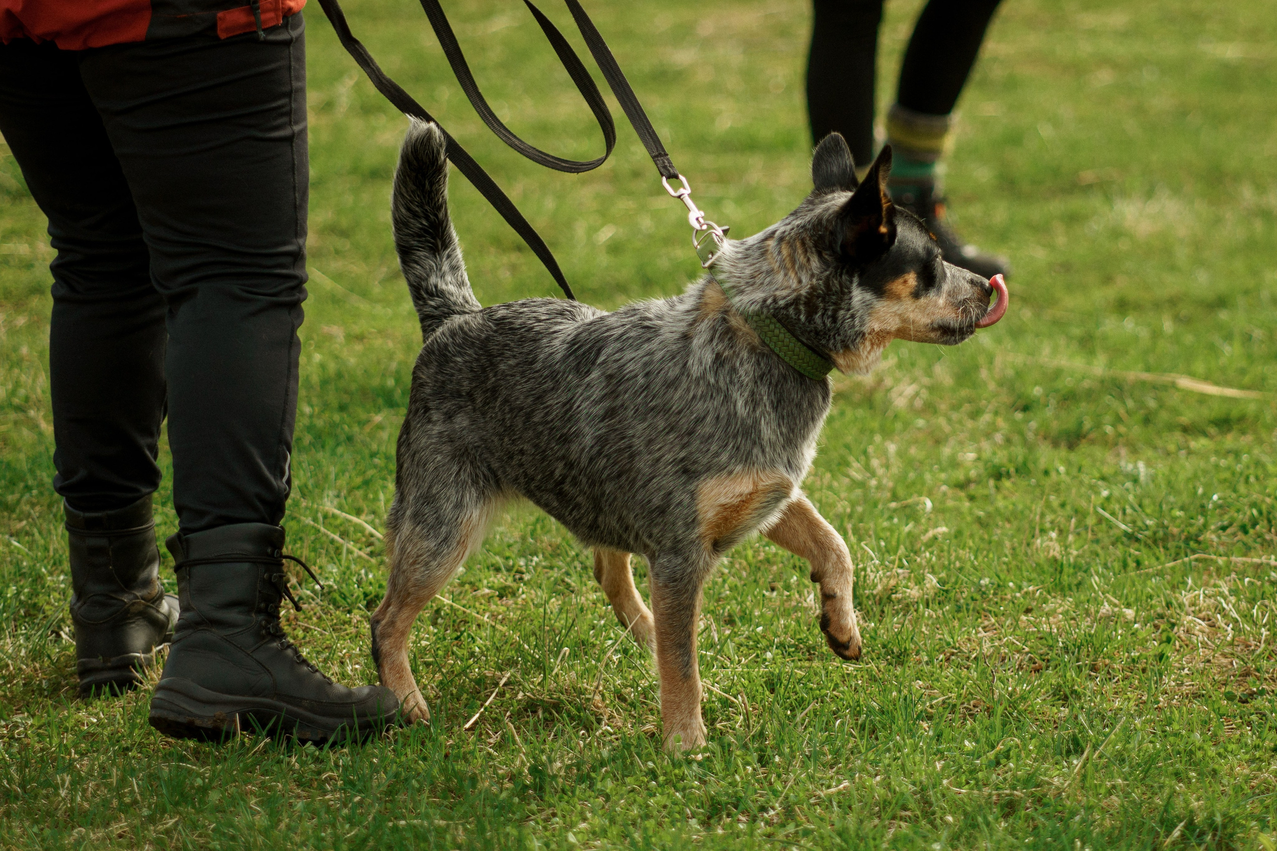 Herding Days, 26 apr. 2025. Kat Laisaar — Pet photographer in Tallinn