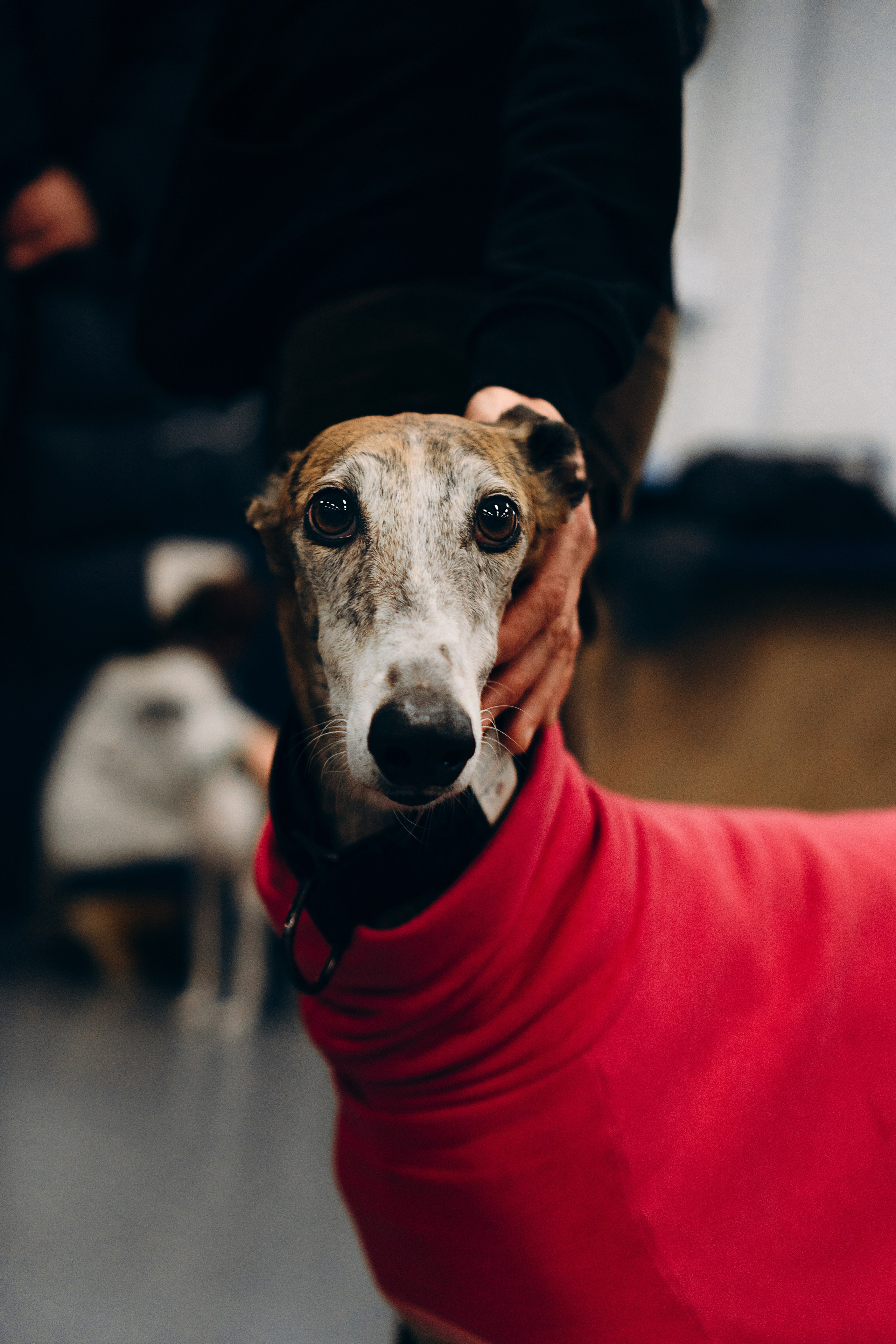 Galgotreff, 9 feb. 2025. Kat Laisaar — Pet photographer in Tallinn