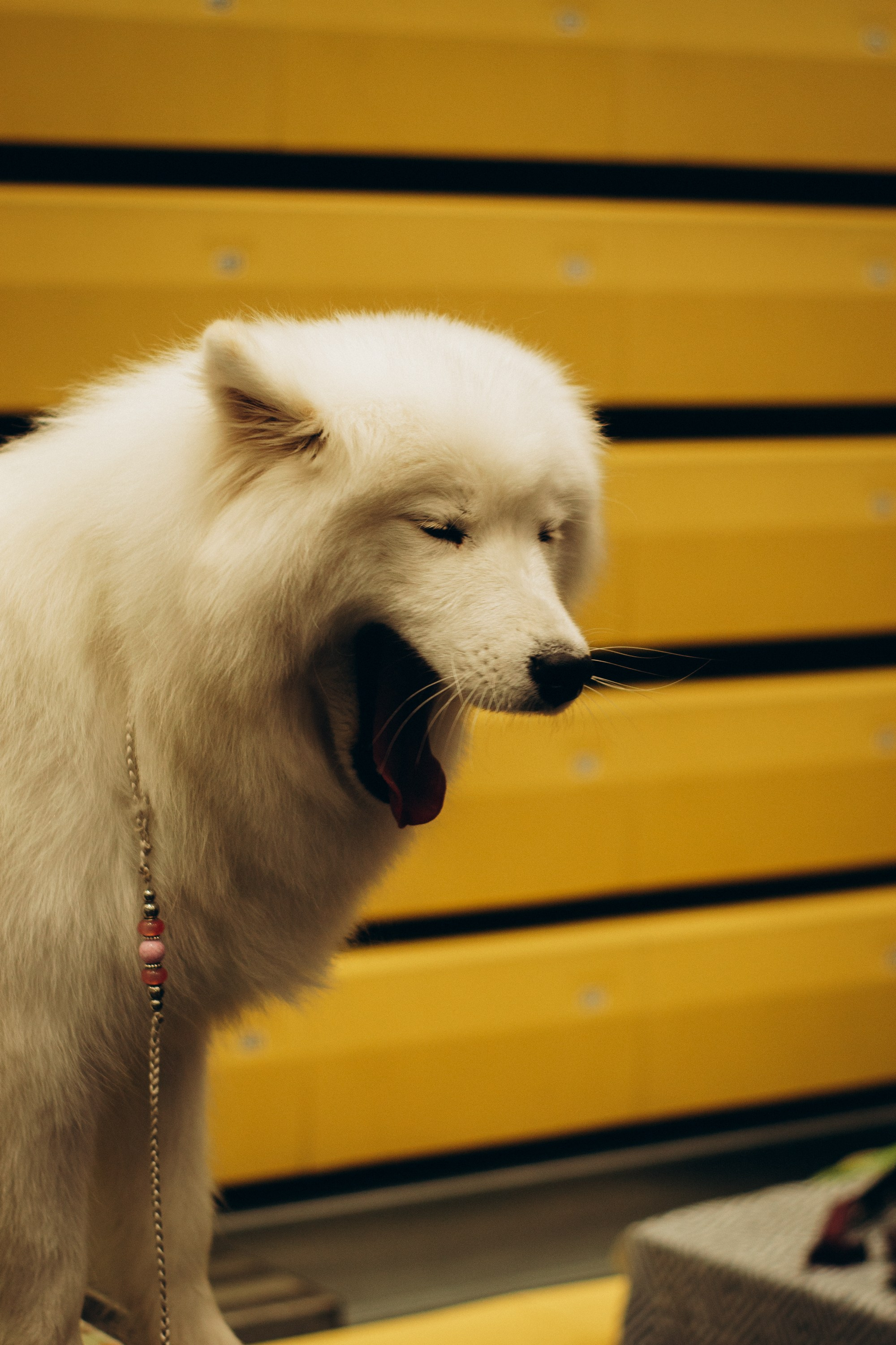 Rakvere Dog Show. Kat Laisaar — Pet photographer in Tallinn