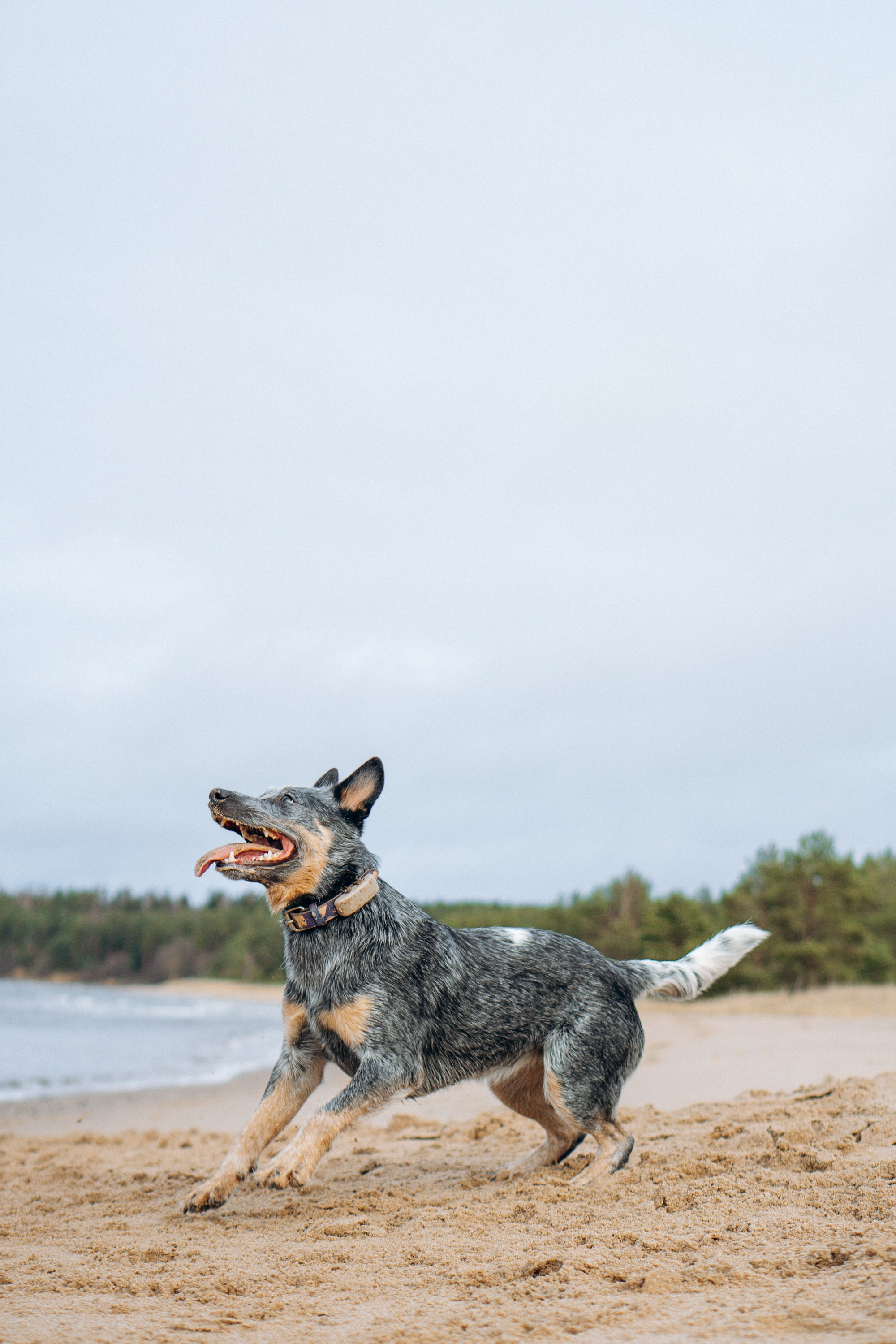 Polina and her Dakota, Australian Cattle Dog. Kat Laisaar — Pet photographer in Tallinn