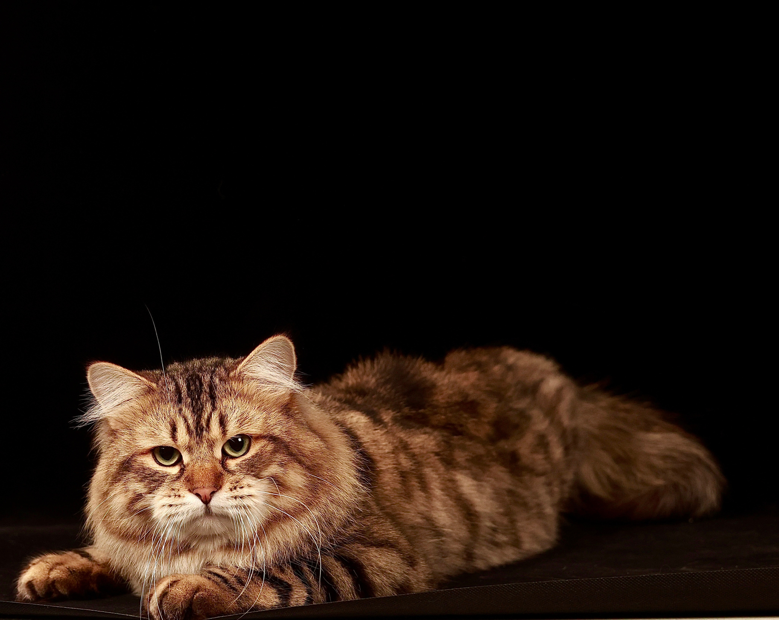 LEMON GREEN SIBERIANS CHUDO