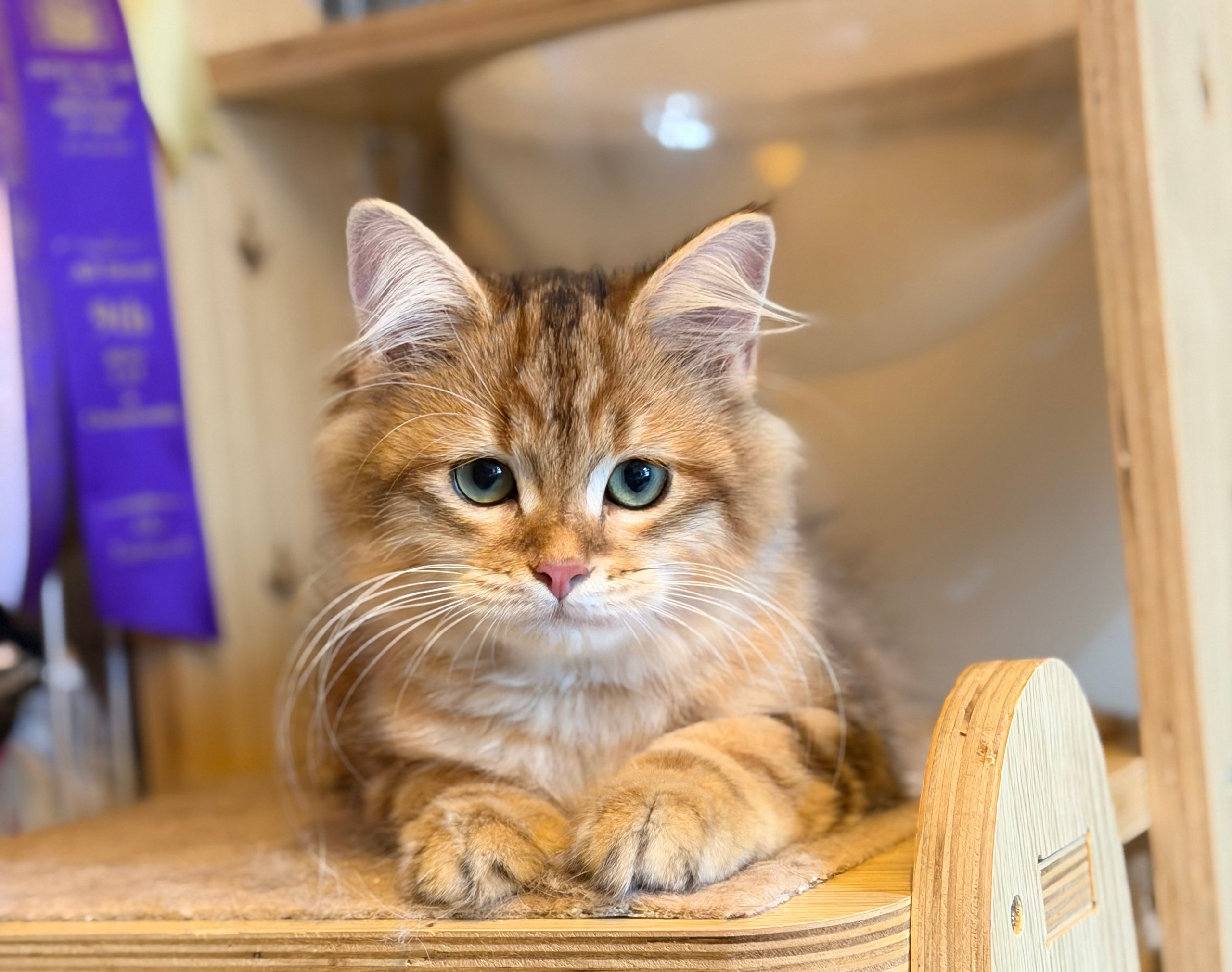 Available Finely Golden Tabby Male
