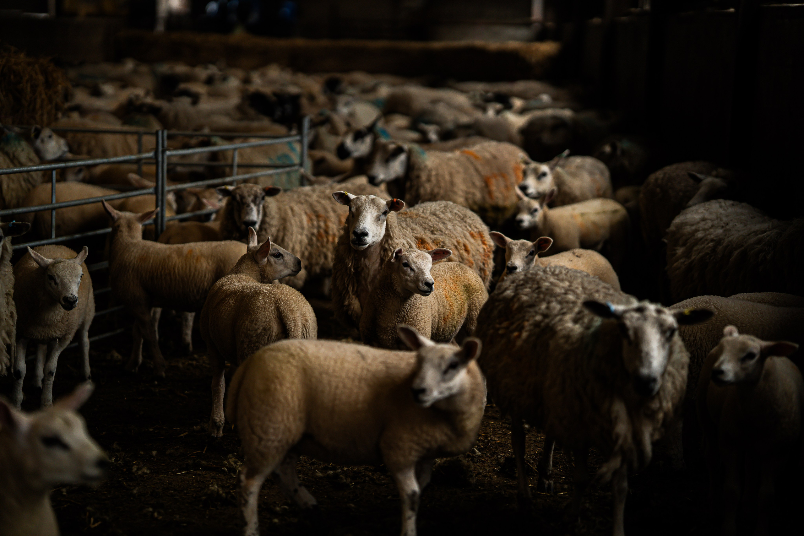 Farm Life. Ryan Hewitt Photographer