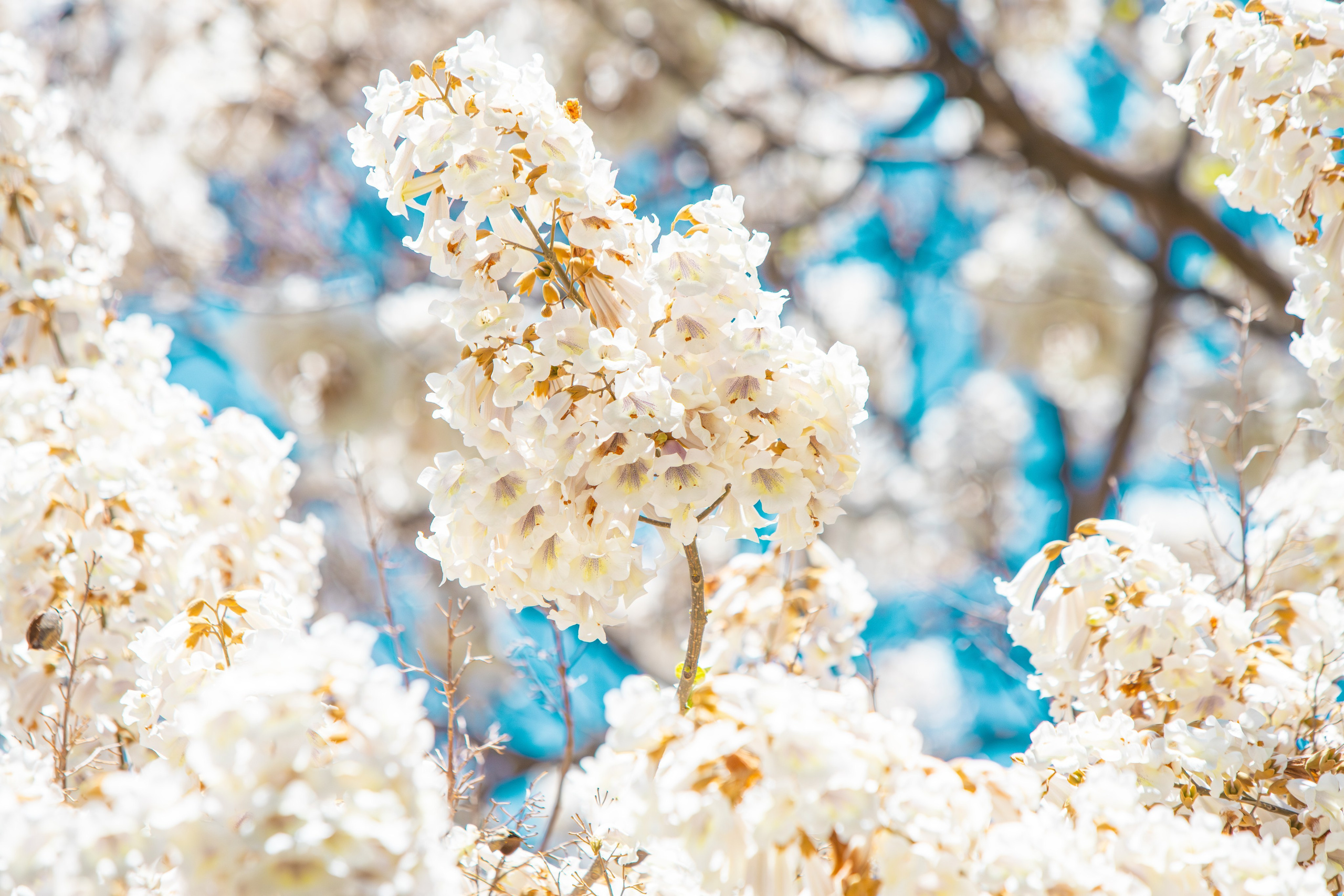 Portret bebeluș la botez realizat de Mitroi Iulian
