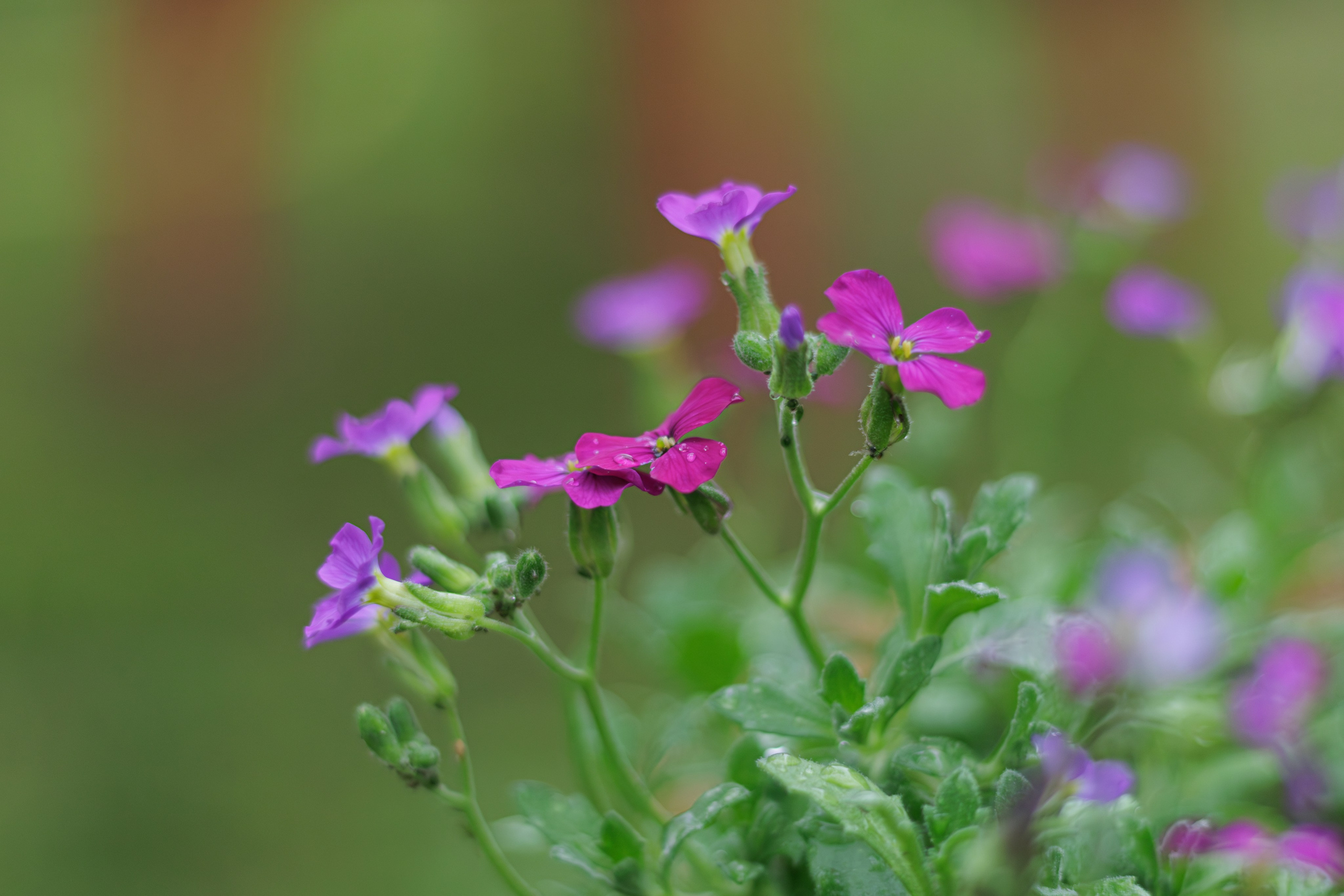 ბუნება. FramefreeMan