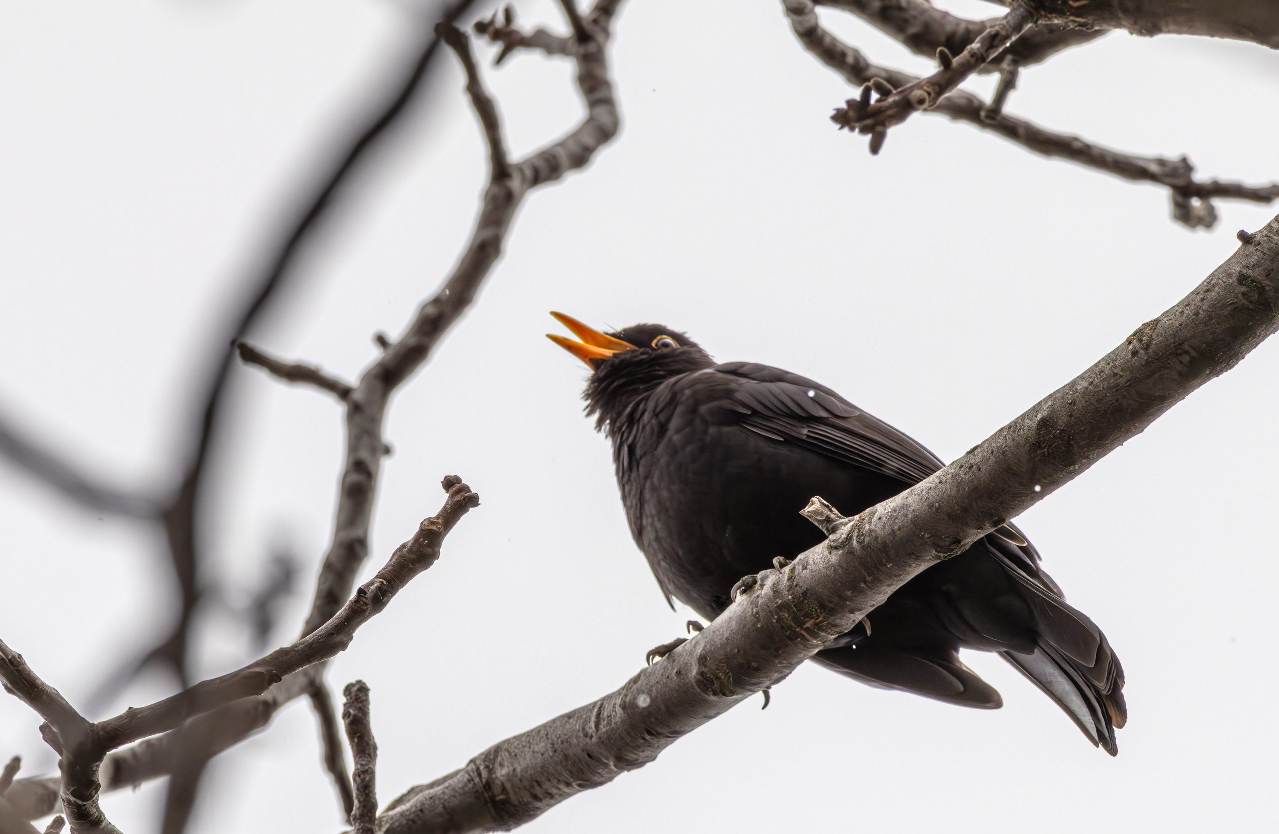 საგაზაფხულო გასეირნება წავკისისწყალის ხეობაში. FramefreeMan