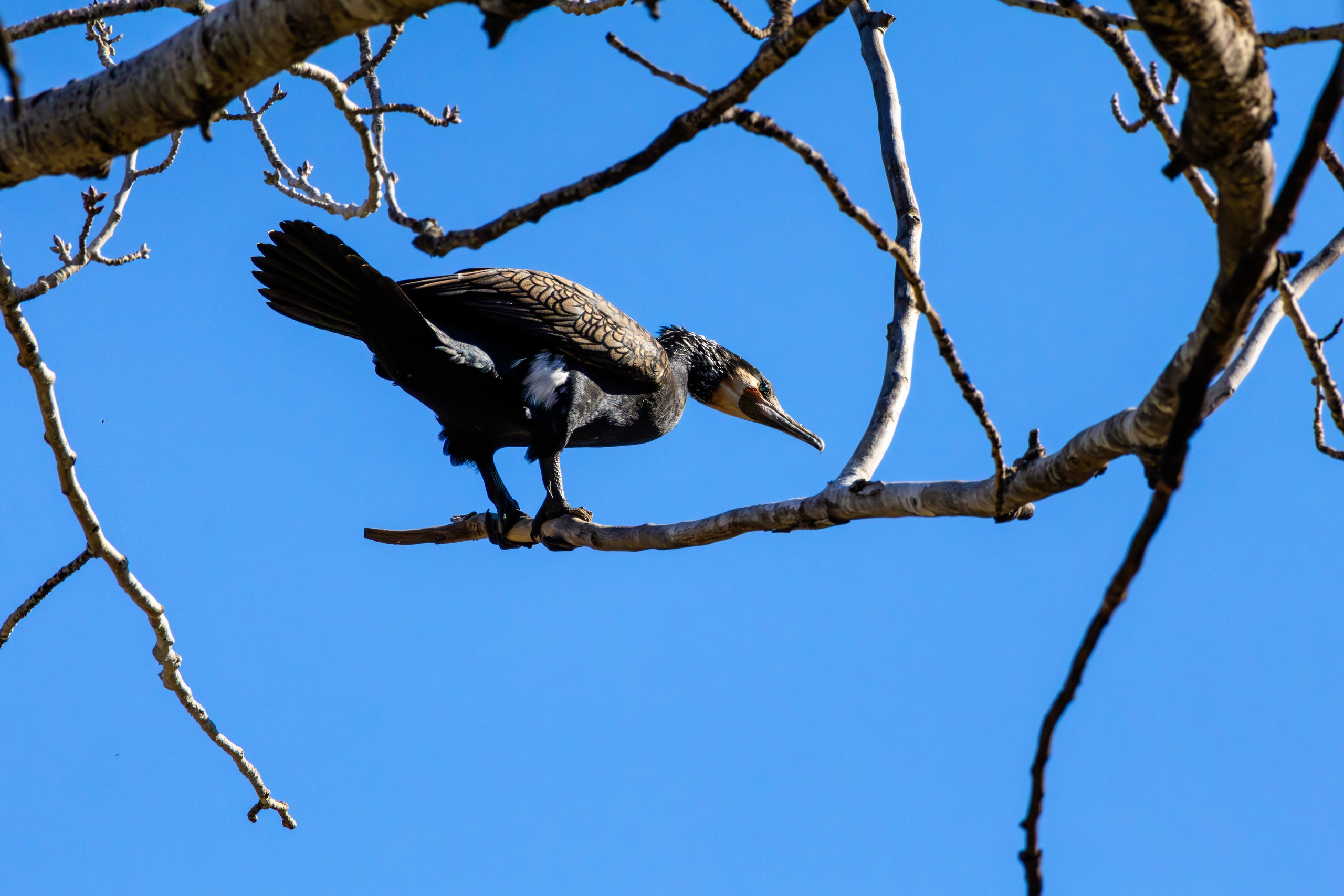 გასეირნება მტკვრის სანაპიროზე. FramefreeMan